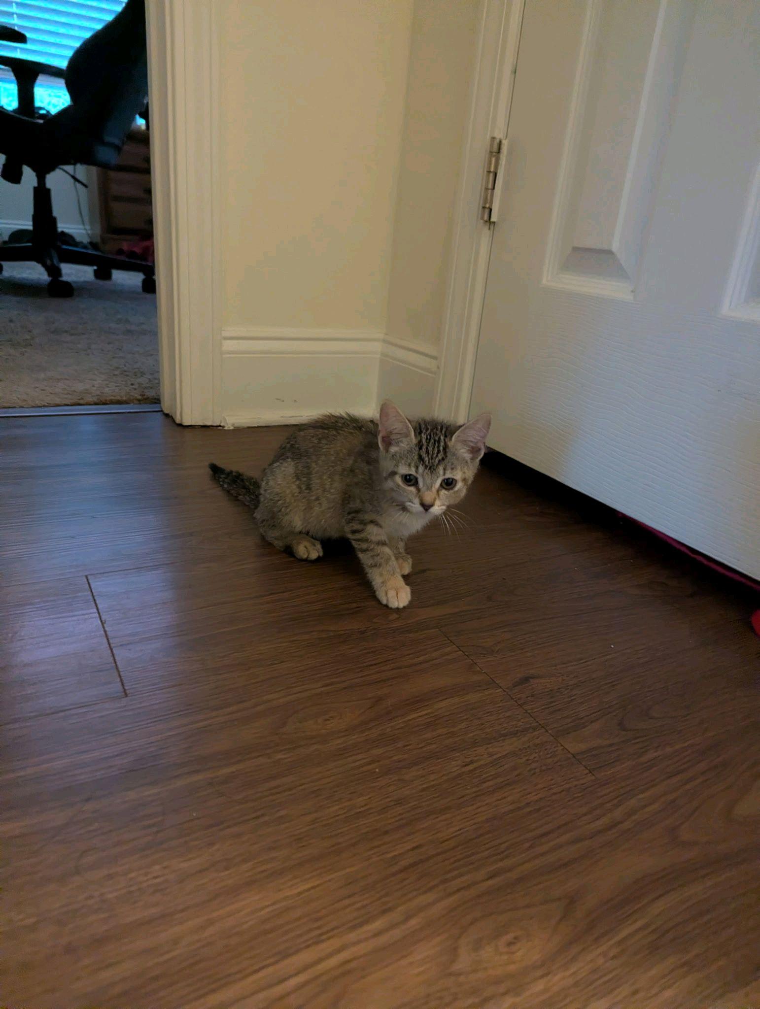 Enlarge Monica, a Adoptable Tabby in Stanley, NC image 1/4