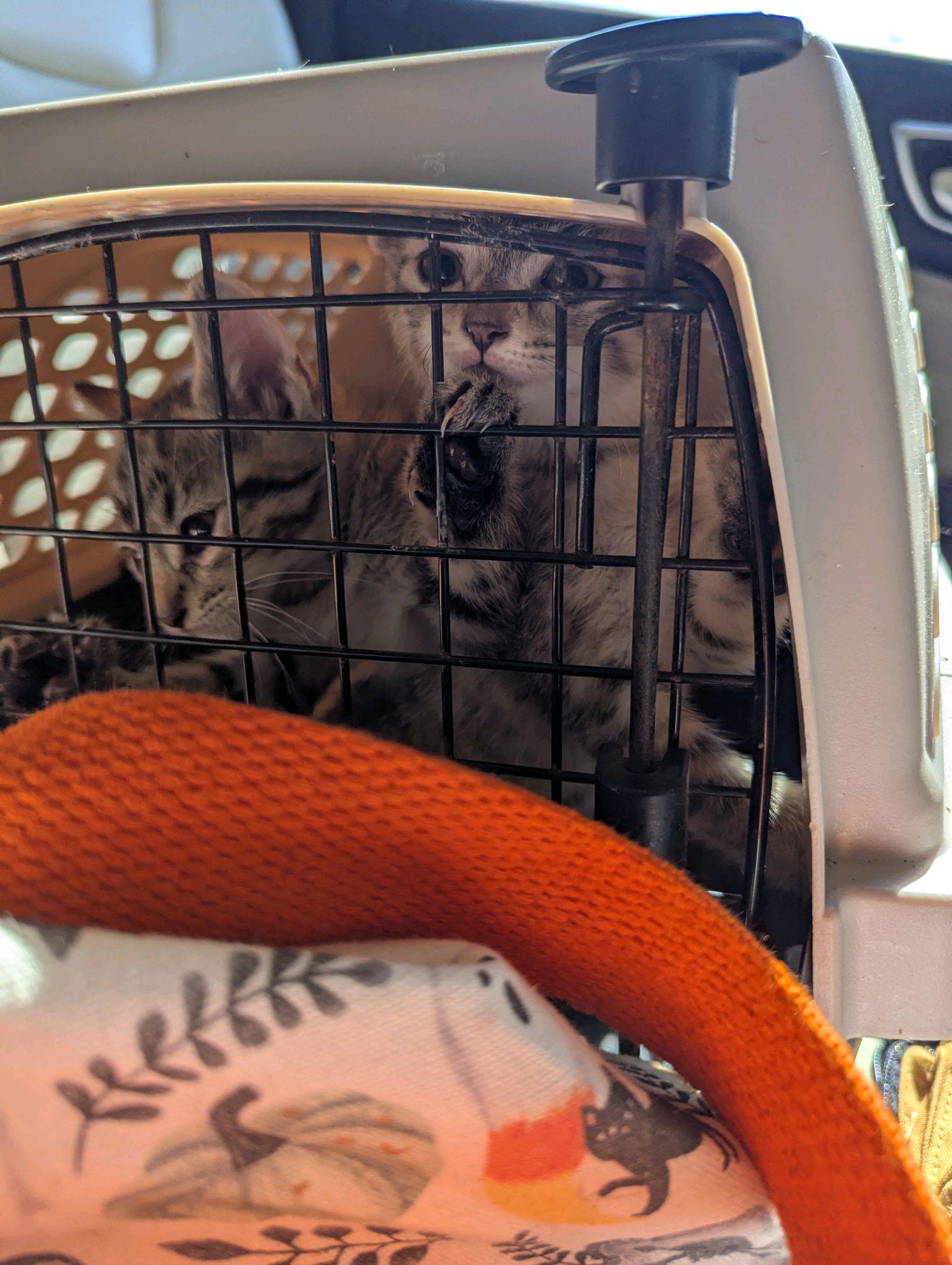 Enlarge Monica, a Adoptable Tabby in Stanley, NC image 3/4