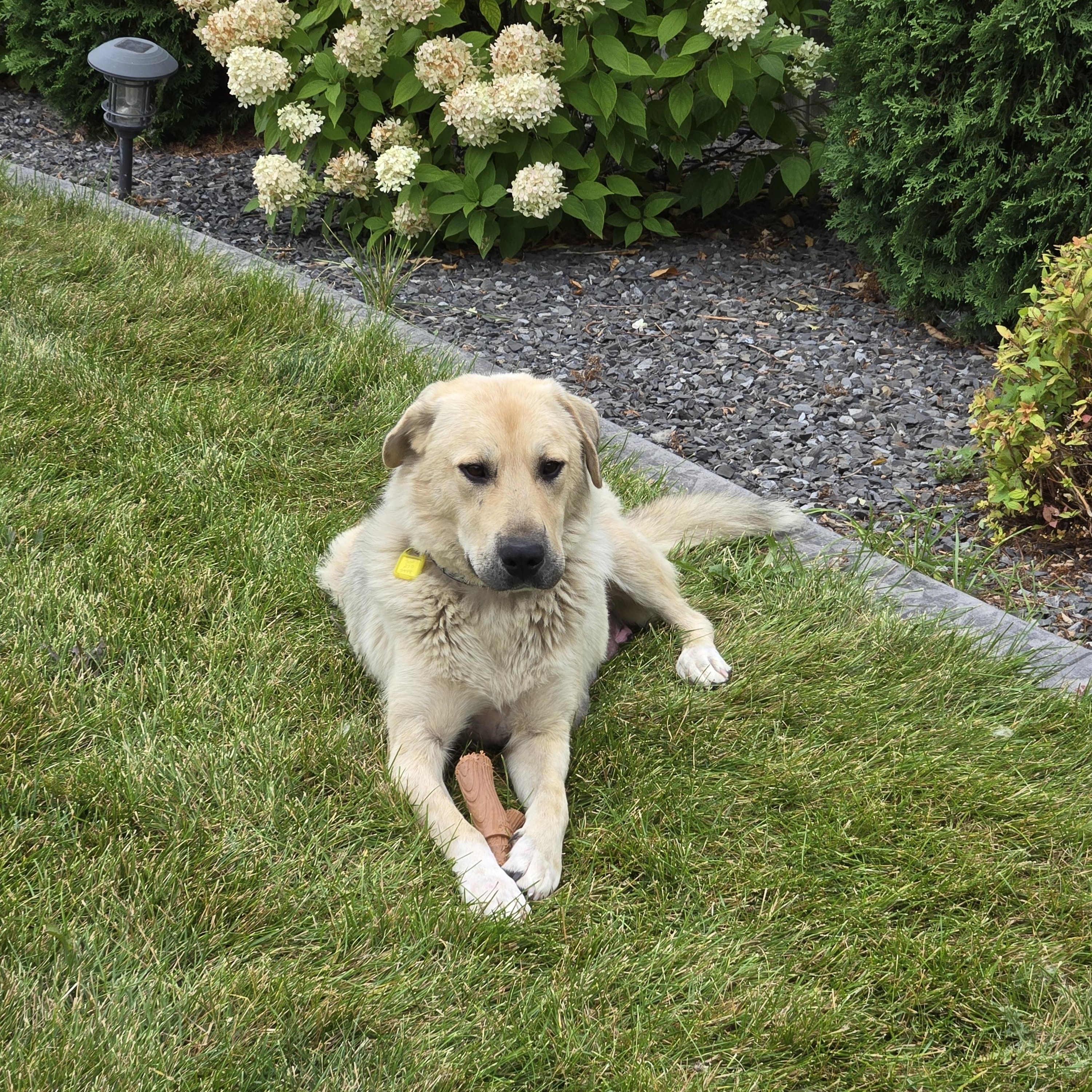 Minnie, an adoptable Mixed Breed in Saskatoon, SK, S7H 0W2 | Photo Image 3