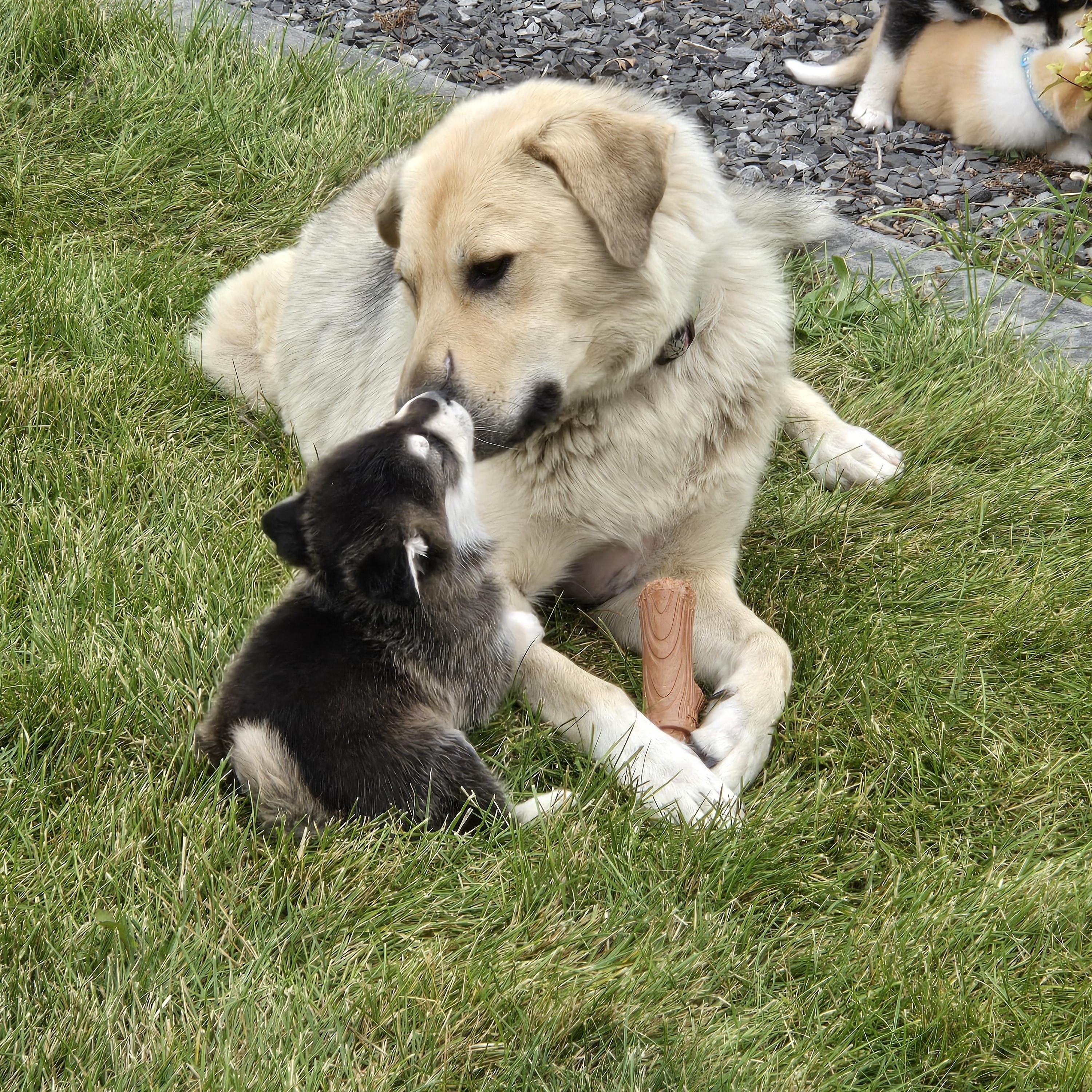 Minnie, an adoptable Mixed Breed in Saskatoon, SK, S7H 0W2 | Photo Image 2
