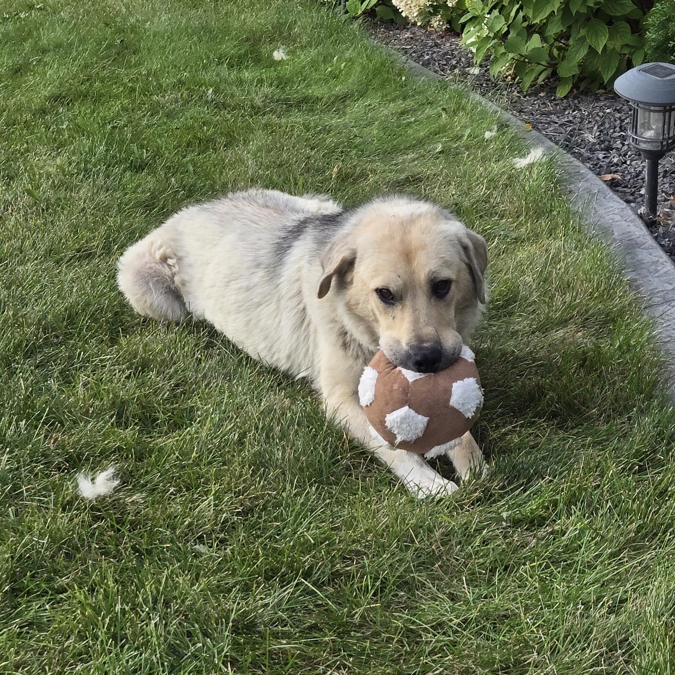 Minnie, an adoptable Mixed Breed in Saskatoon, SK, S7H 0W2 | Photo Image 1
