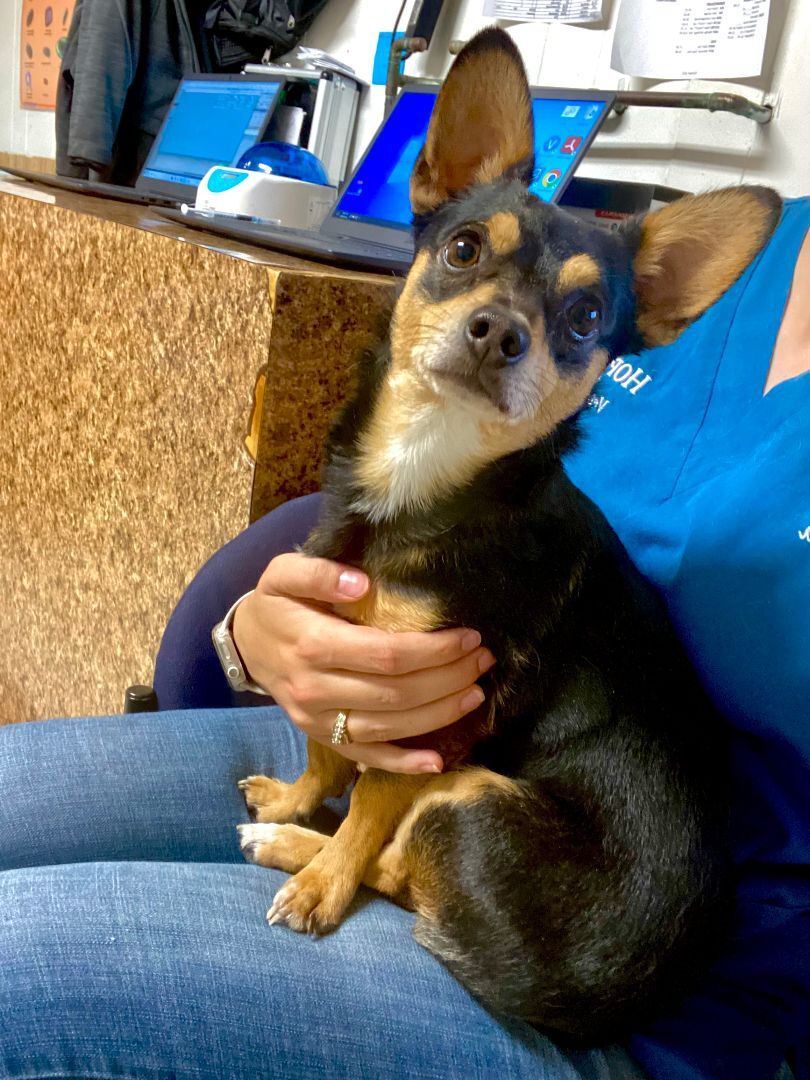 Monkey, Adopted, Adult Male Chihuahua.
