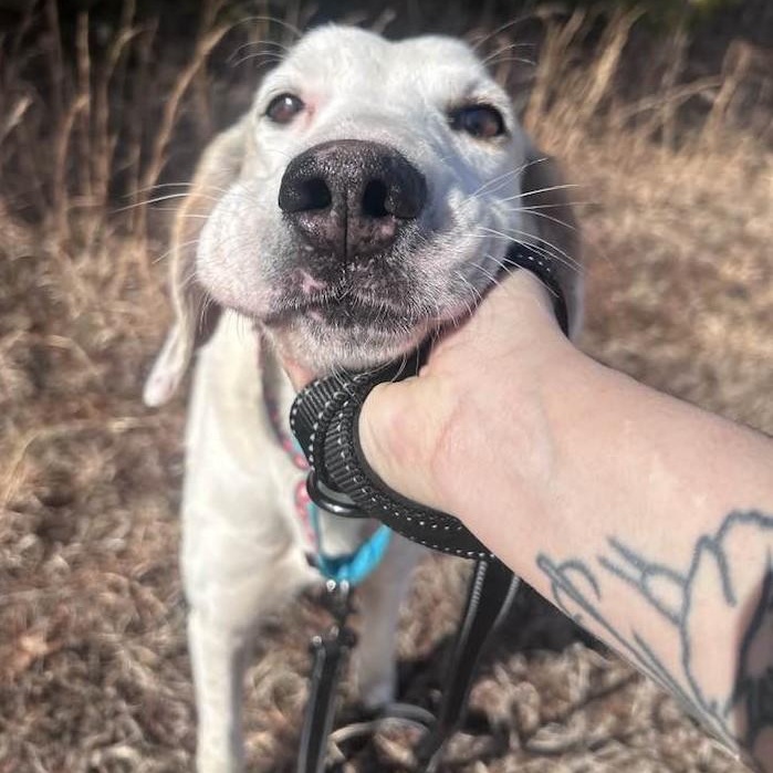 Enlarge Jack, a Adoptable American Foxhound in Cumberland , VA image 5/5