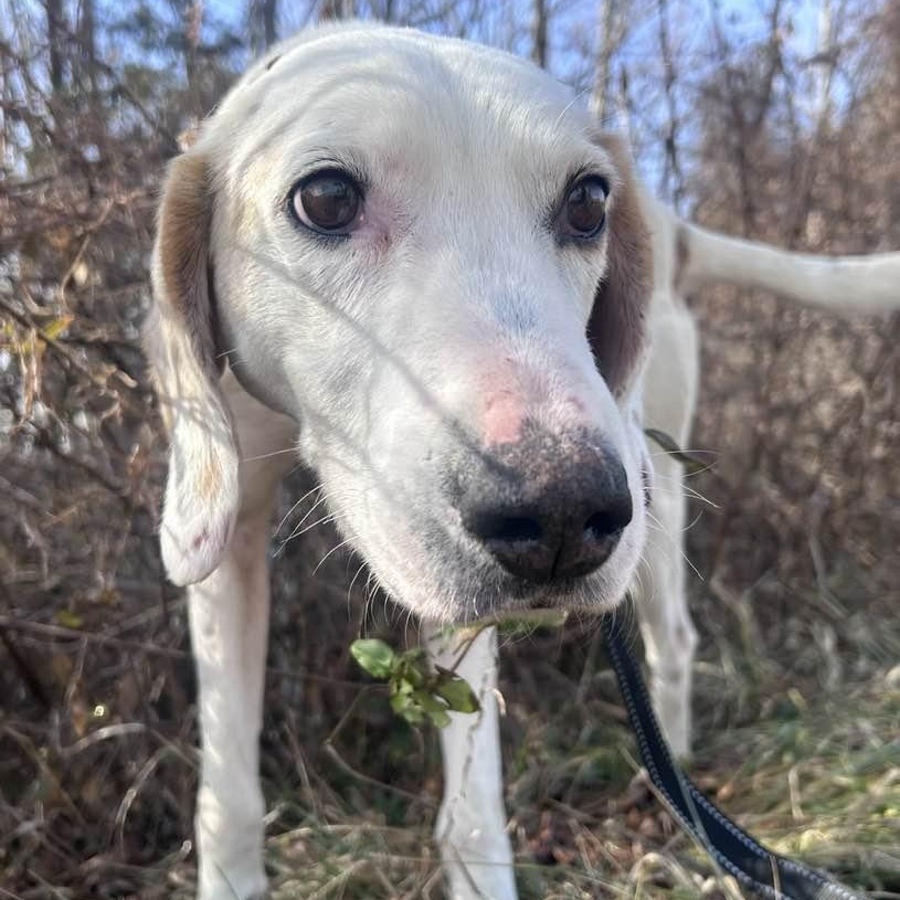 Enlarge Jack, a Adoptable American Foxhound in Cumberland , VA image 4/5