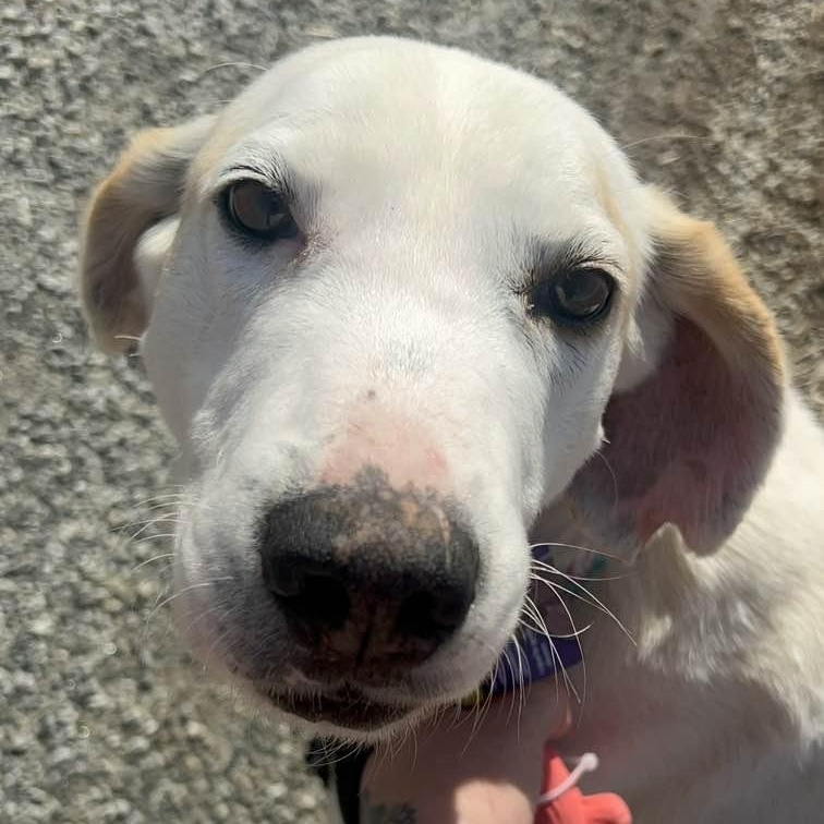 Enlarge Jack, a Adoptable American Foxhound in Cumberland , VA image 2/5