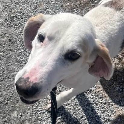 Enlarge Jack, a Adoptable American Foxhound in Cumberland , VA image 3/5