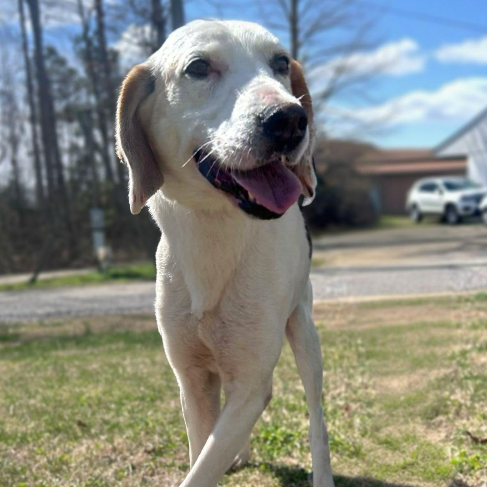 Jack, Adoptable, Young Male American Foxhound.