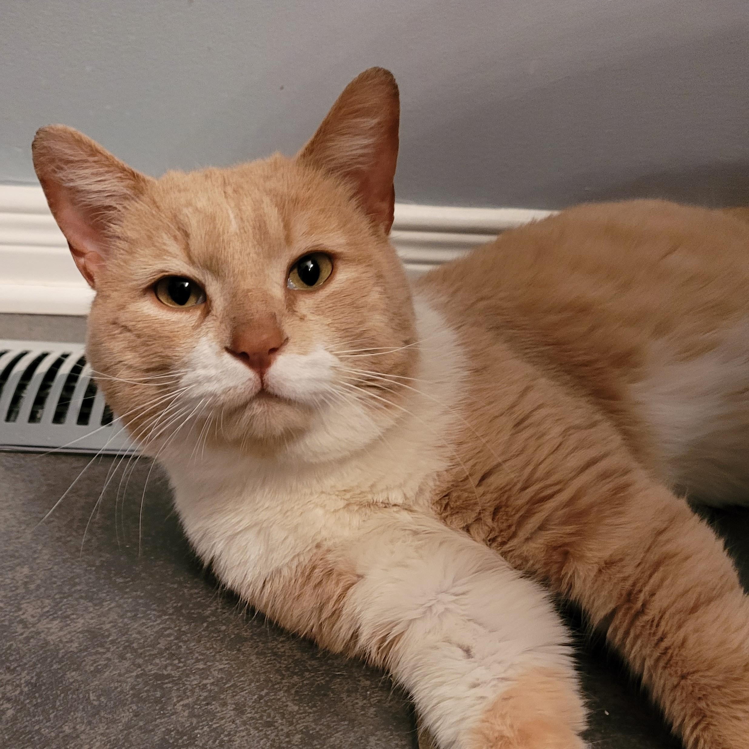 Enlarge Alberto (m) 3yrs old cream tabby with white, a ADOPTABLE Domestic Short Hair in Ottawa, ON image 5/6