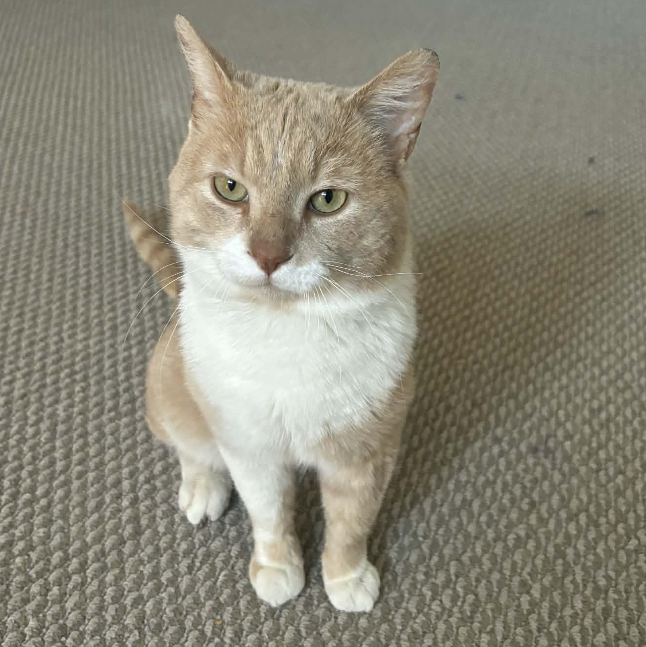 Enlarge Alberto (m) 3yrs old cream tabby with white, a ADOPTABLE Domestic Short Hair in Ottawa, ON image 3/6