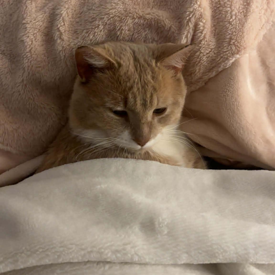 Enlarge Alberto (m) 3yrs old cream tabby with white, a ADOPTABLE Domestic Short Hair in Ottawa, ON image 4/6