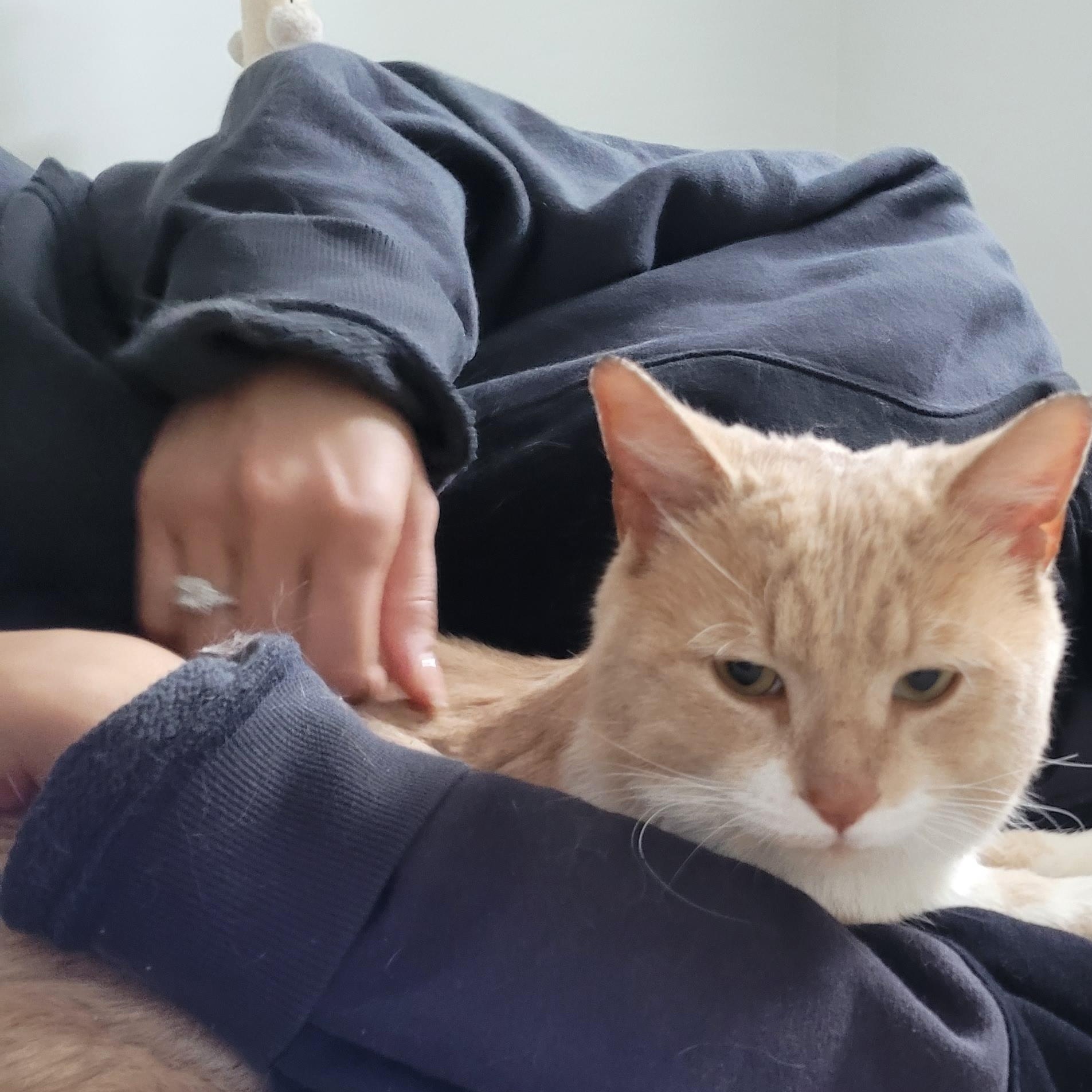 Enlarge Alberto (m) 3yrs old cream tabby with white, a ADOPTABLE Domestic Short Hair in Ottawa, ON image 2/6