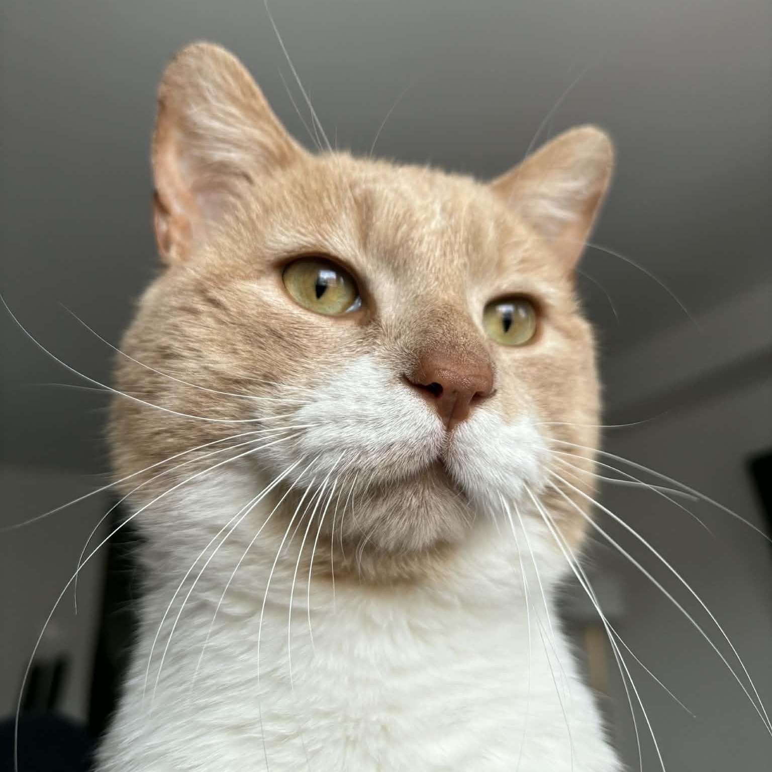 Enlarge Alberto (m) 3yrs old cream tabby with white, a ADOPTABLE Domestic Short Hair in Ottawa, ON image 1/6