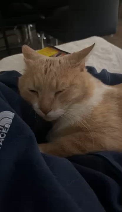 Enlarge Alberto (m) 3yrs old cream tabby with white, a ADOPTABLE Domestic Short Hair in Ottawa, ON video 6/6