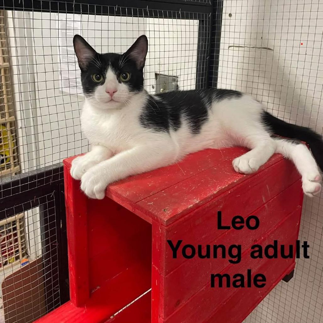 Leo, Adoptable, Kitten Male American Shorthair.