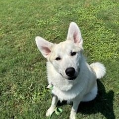 Enlarge Sasha, a Adoptable mixed breed in Waxhaw, NC image 2/3