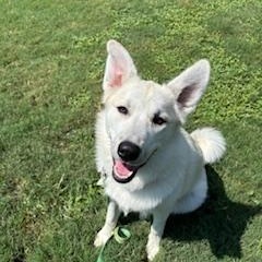 Enlarge Sasha, a Adoptable mixed breed in Waxhaw, NC image 3/3
