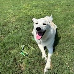 Sasha, Adoptable, Adult Female Great Pyrenees & Siberian Husky.