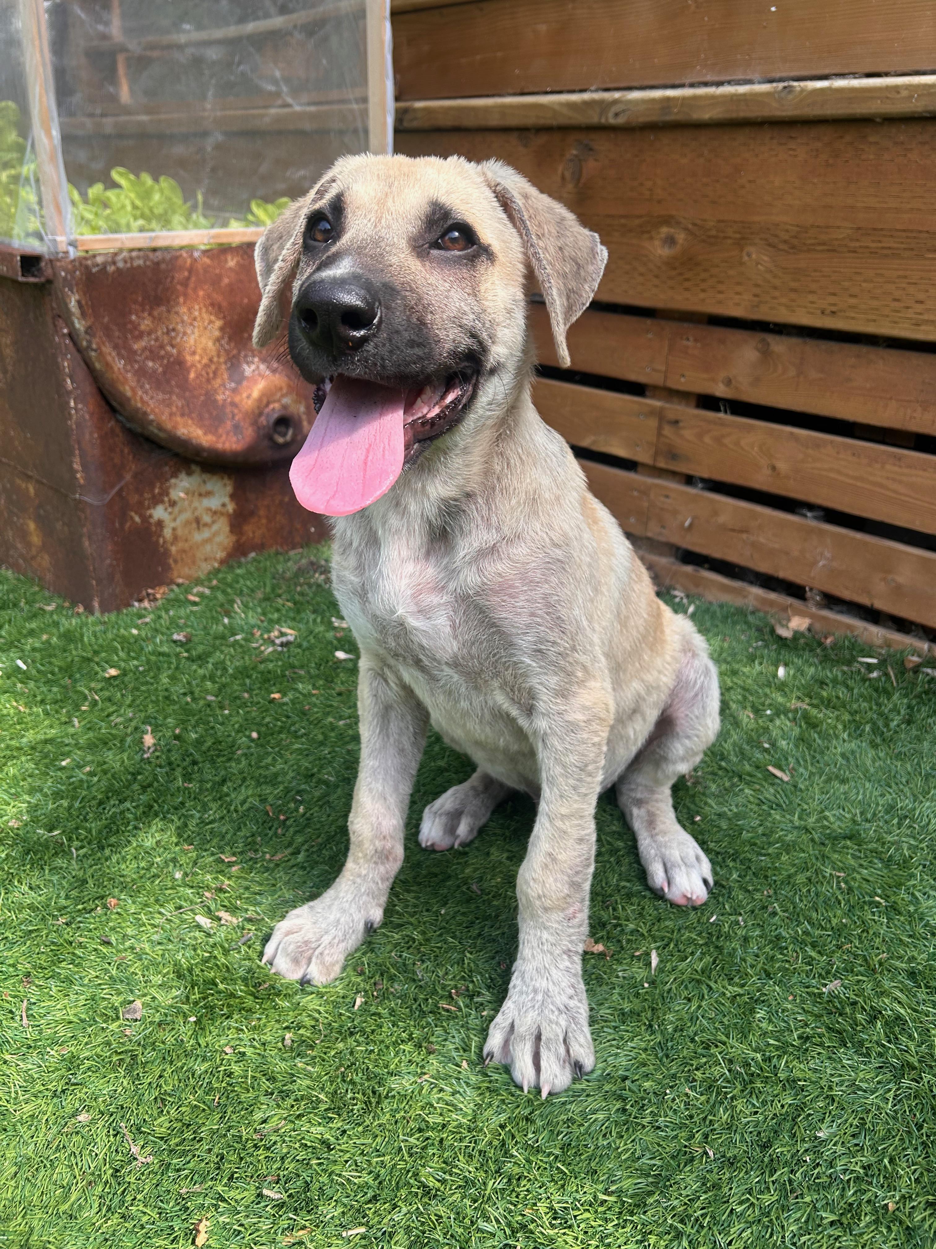 Iceman, ADOPTABLE, Puppy Male Mixed Breed.
