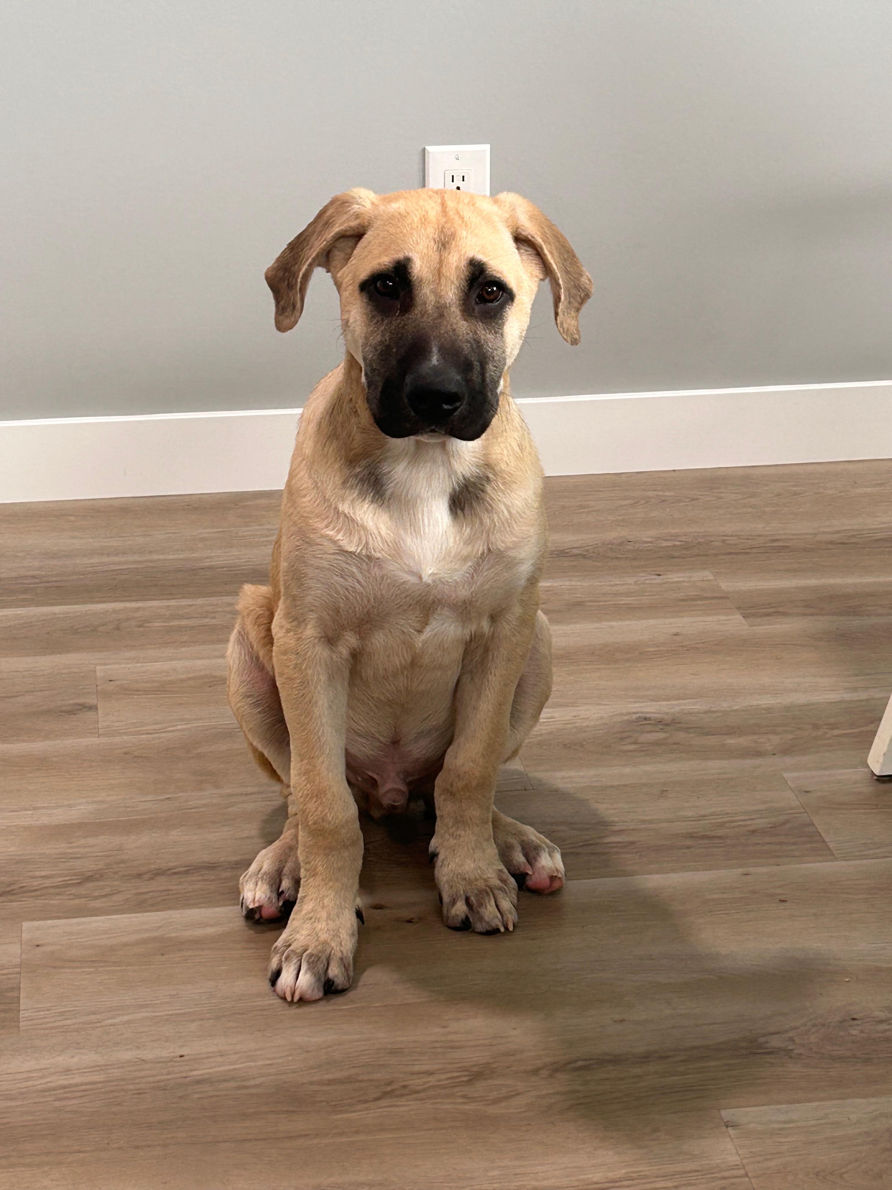 Enlarge Iceman - pending adoption, a Adopted Mixed Breed in Saskatoon, SK image 2/4