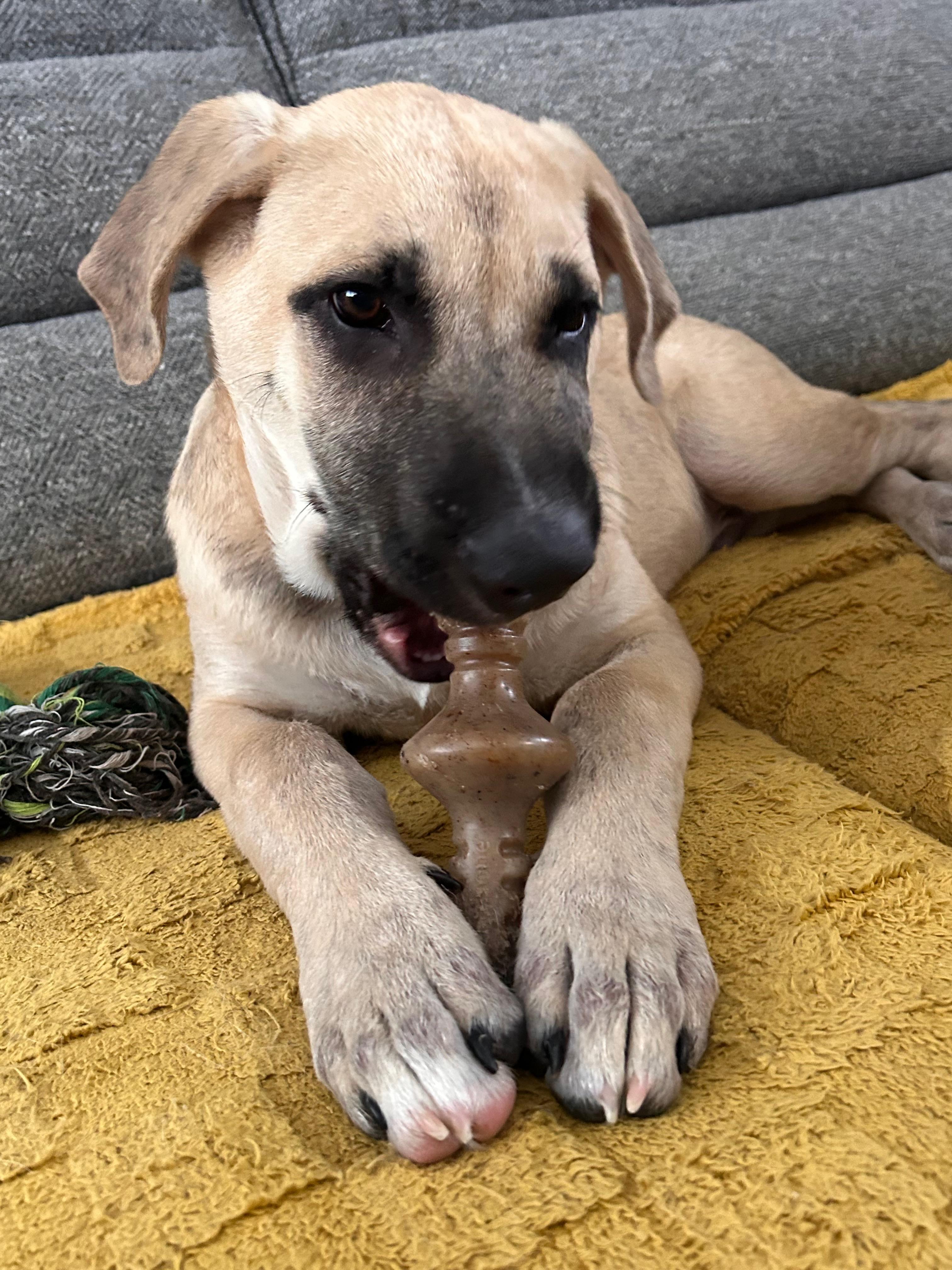 Iceman - pending adoption, Adopted, Puppy Male Mixed Breed.