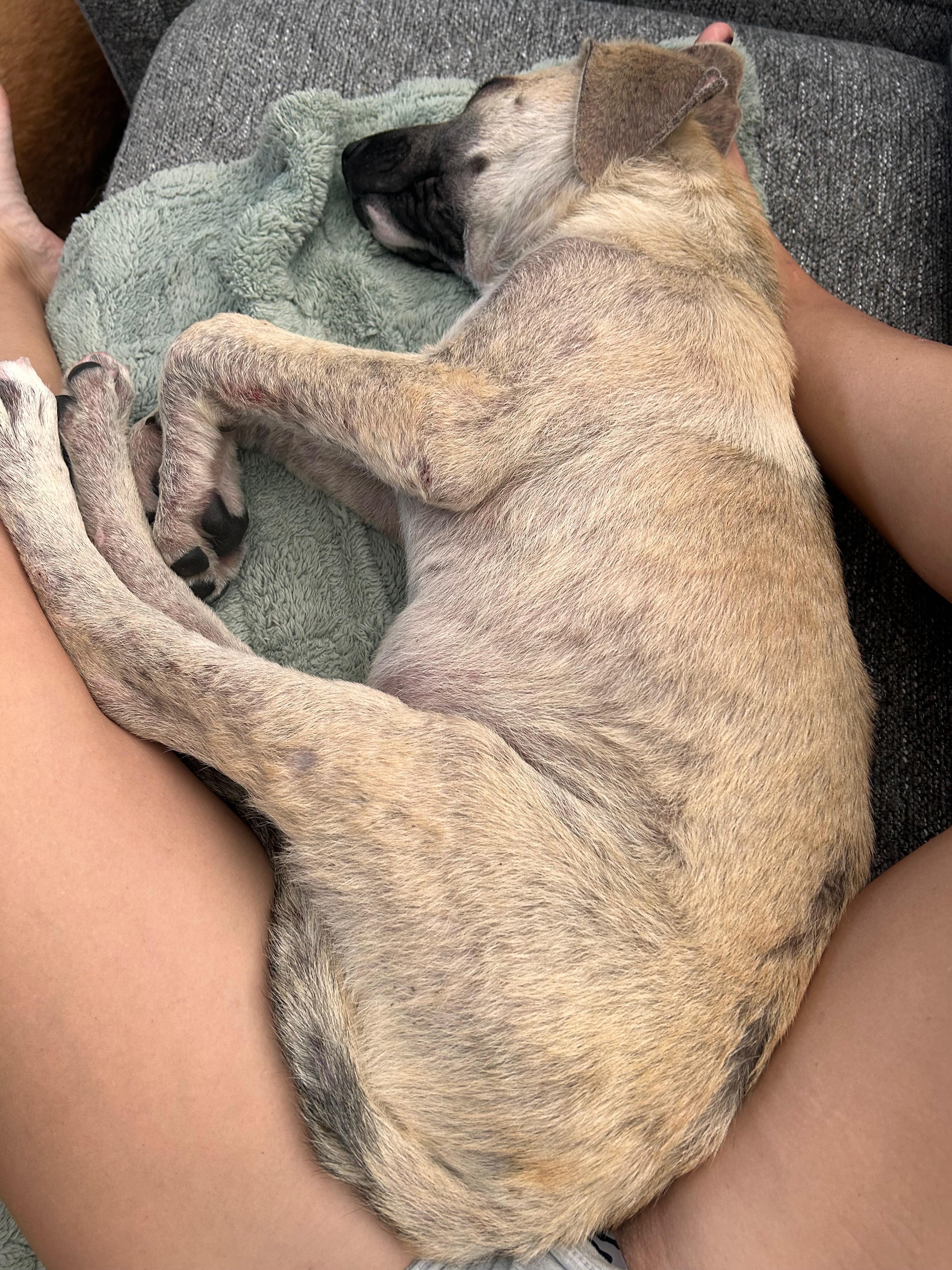 Enlarge Iceman, a ADOPTABLE Mixed Breed in Saskatoon, SK image 2/3