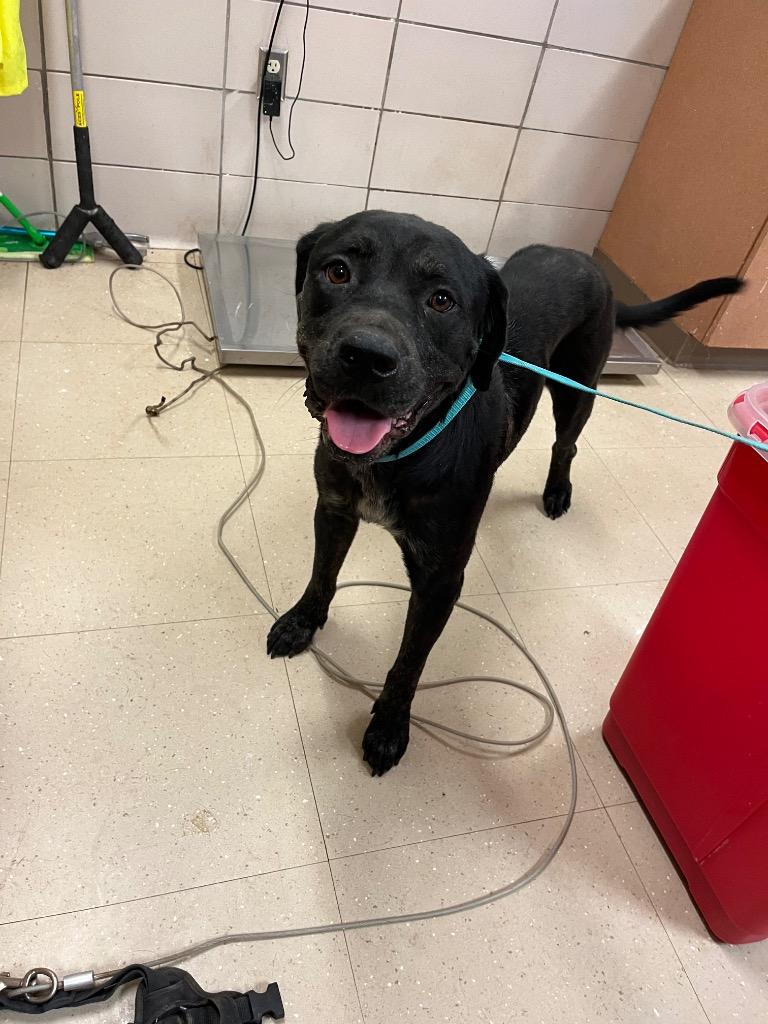 Enlarge Bear, a Adoptable Labrador Retriever in Bossier City, LA image 2/3