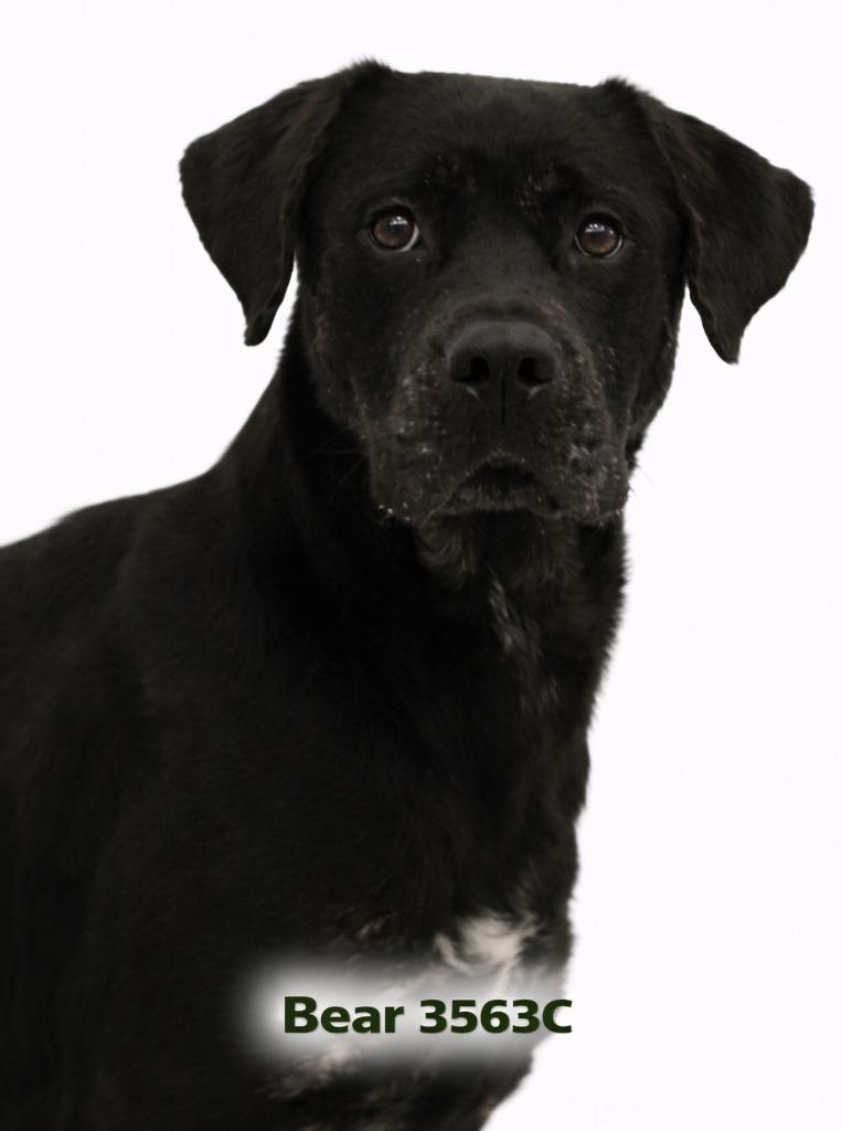 Enlarge Bear, a Adoptable Labrador Retriever in Bossier City, LA image 3/5