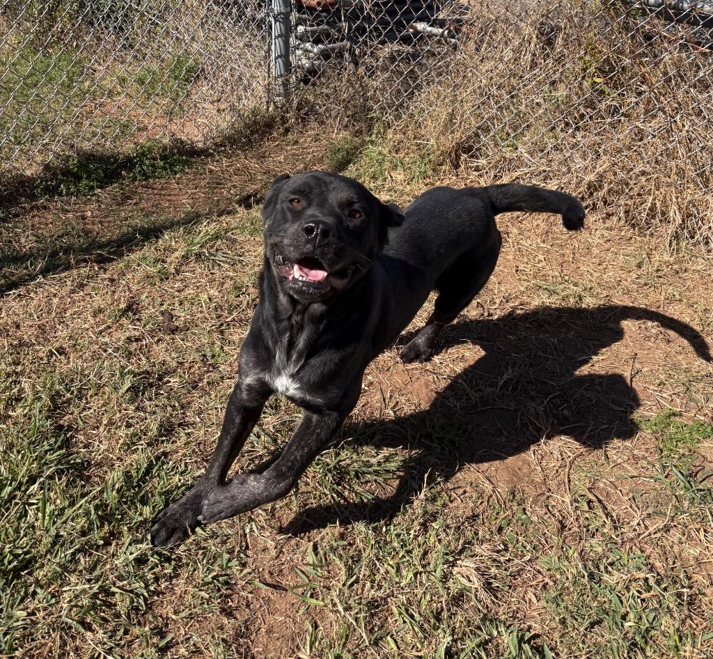 Enlarge Bear, a Adoptable Labrador Retriever in Bossier City, LA image 3/3