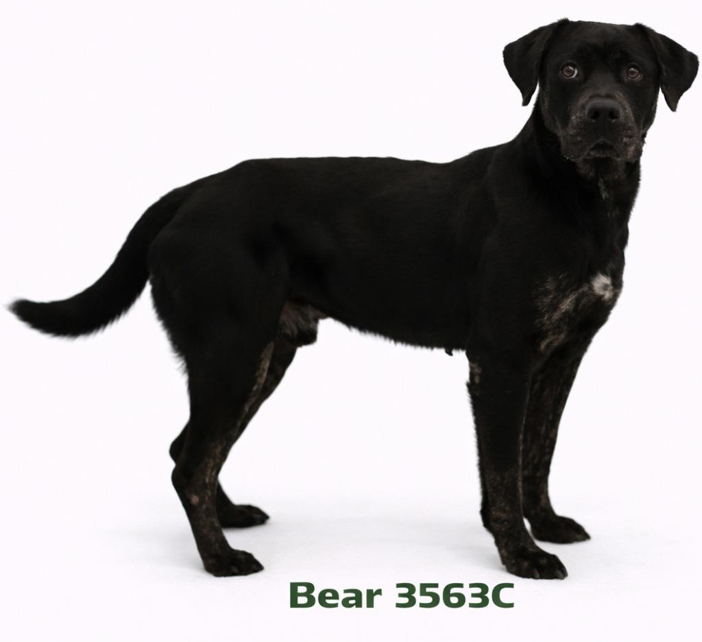 Enlarge Bear, a Adoptable Labrador Retriever in Bossier City, LA image 5/5