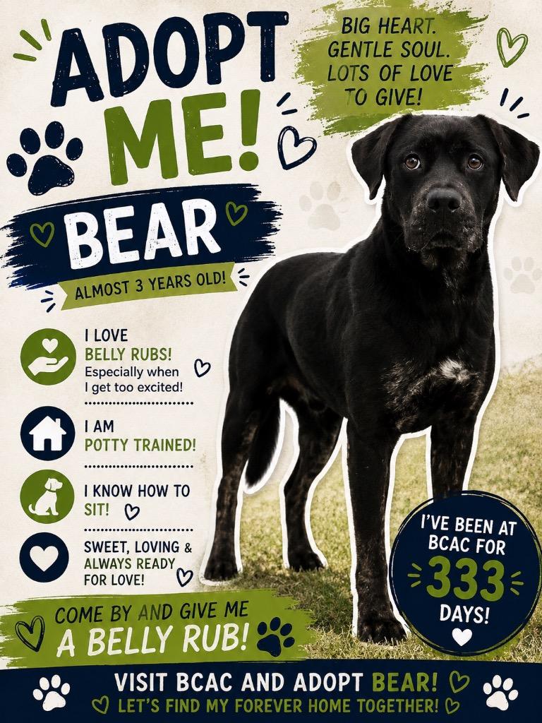 Enlarge Bear, a Adoptable Labrador Retriever in Bossier City, LA image 6/6