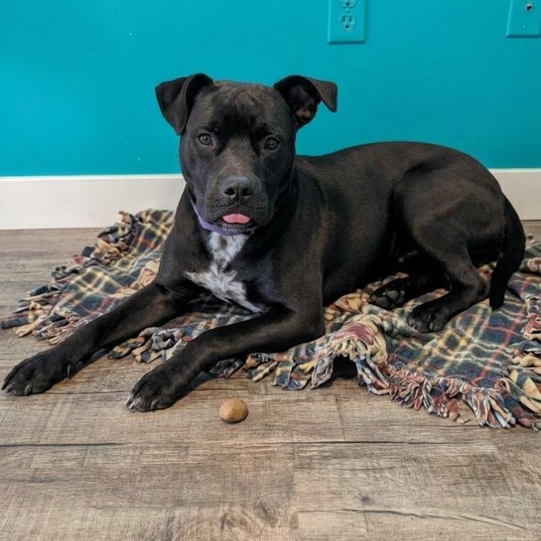 Cisco, Adoptable, Adult Male Mixed Breed.