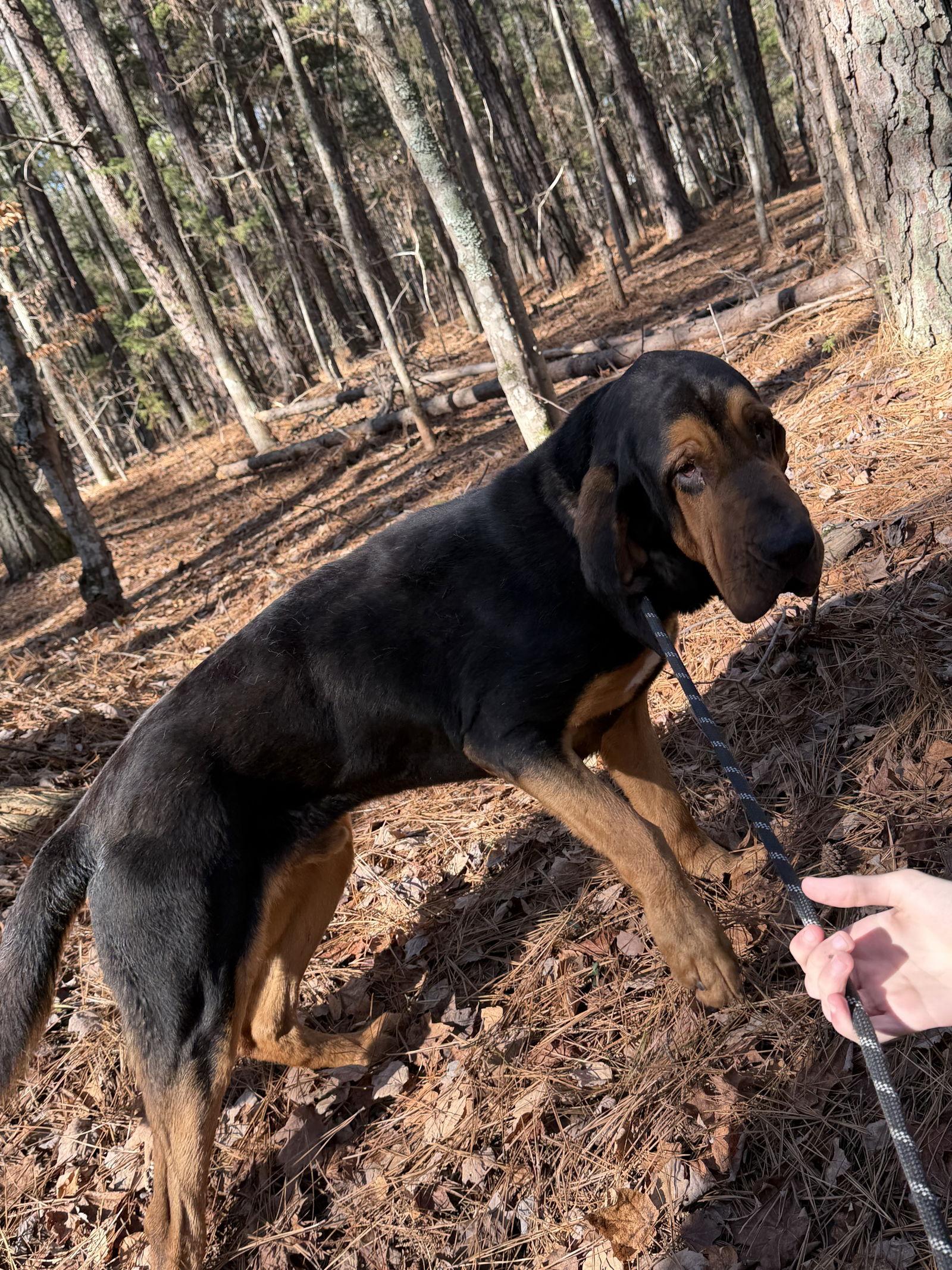 Enlarge Rufus, a Adoptable Bloodhound in York, SC image 1/3
