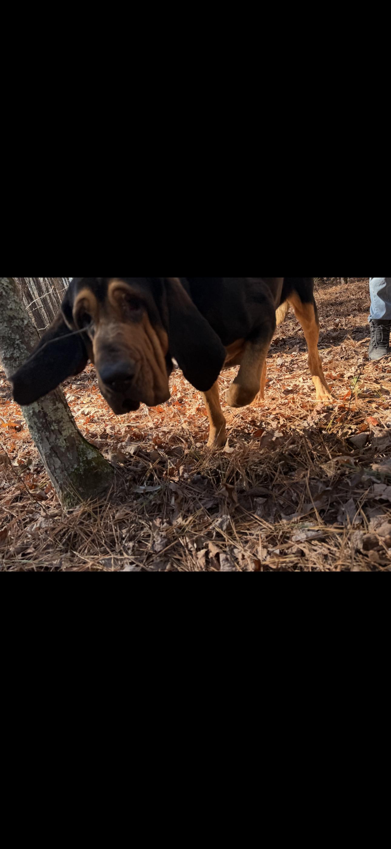 Enlarge Rufus, a Adoptable Bloodhound in York, SC image 2/3