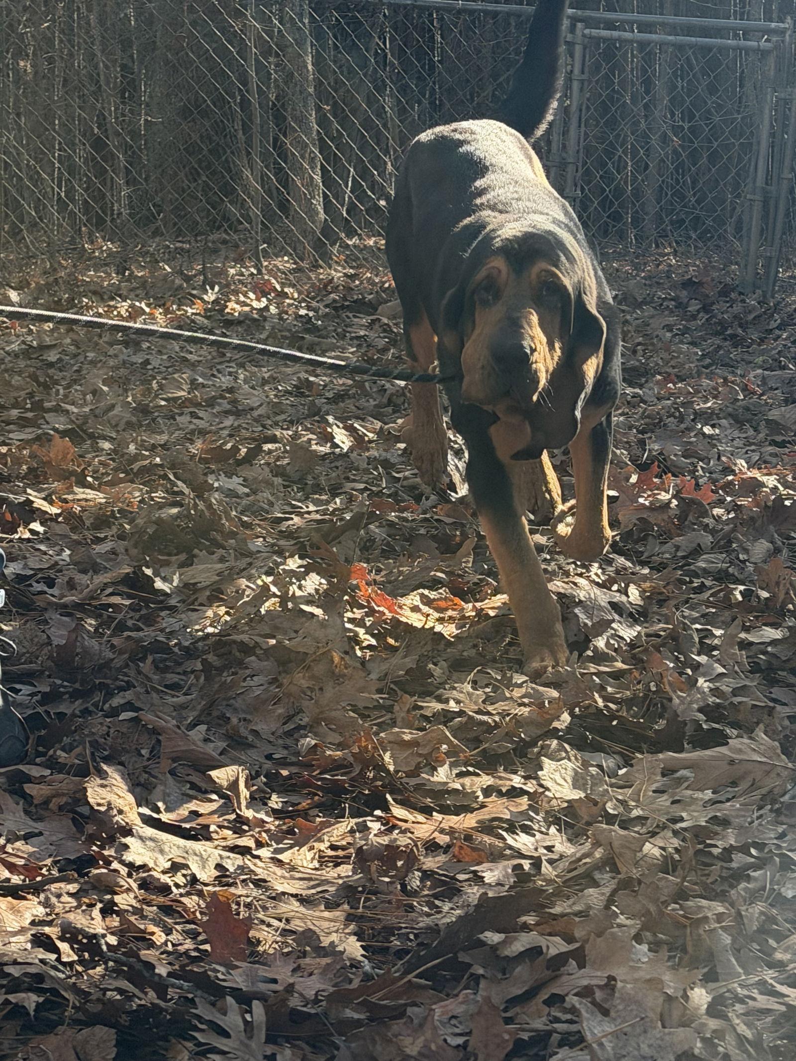 Enlarge Rufus, a Adoptable Bloodhound in York, SC image 3/3
