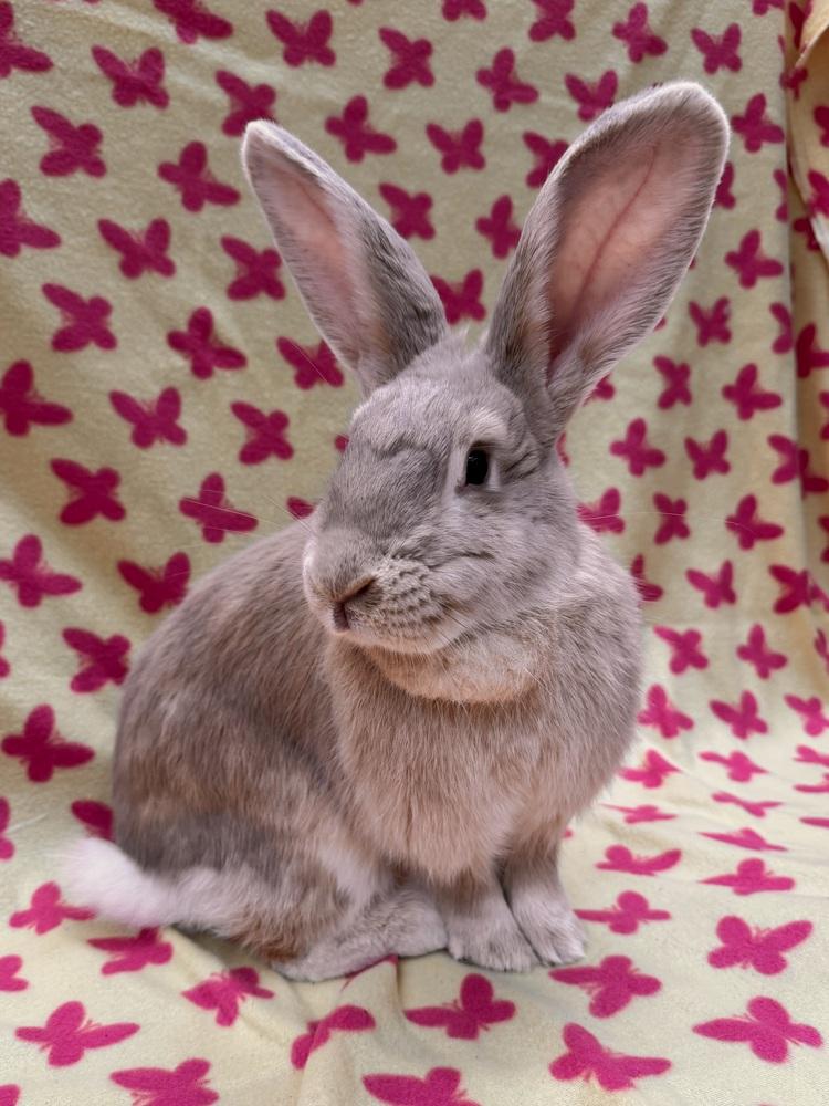 Enlarge Marjorie, a Adoptable mixed breed in Gainesville, FL image 1/6