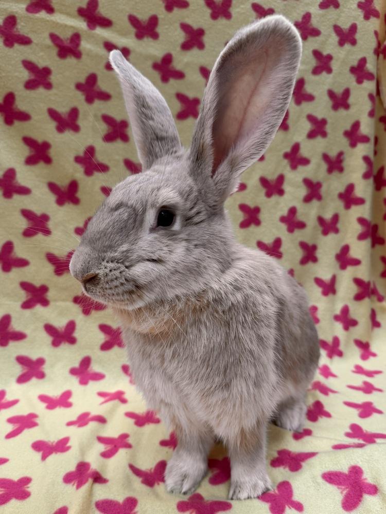 Enlarge Marjorie, a Adoptable mixed breed in Gainesville, FL image 3/6