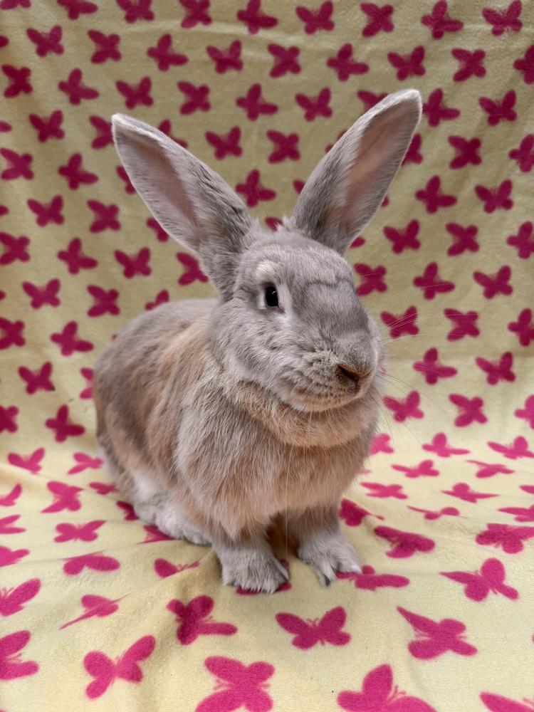 Enlarge Marjorie, a Adoptable mixed breed in Gainesville, FL image 4/6