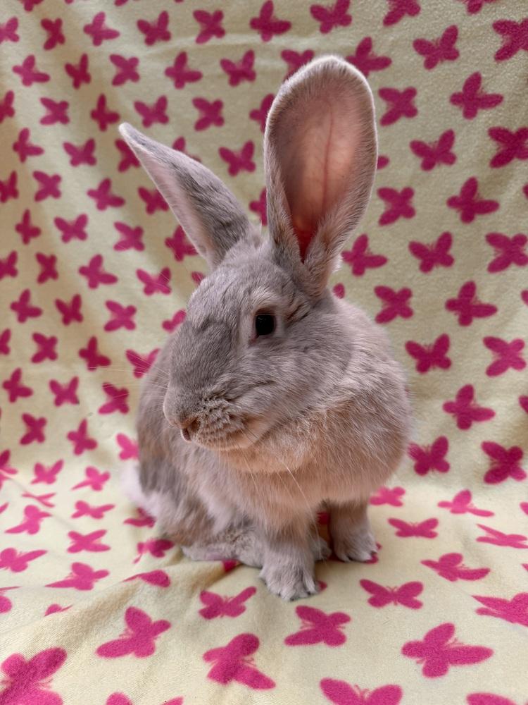 Enlarge Marjorie, a Adoptable mixed breed in Gainesville, FL image 5/6