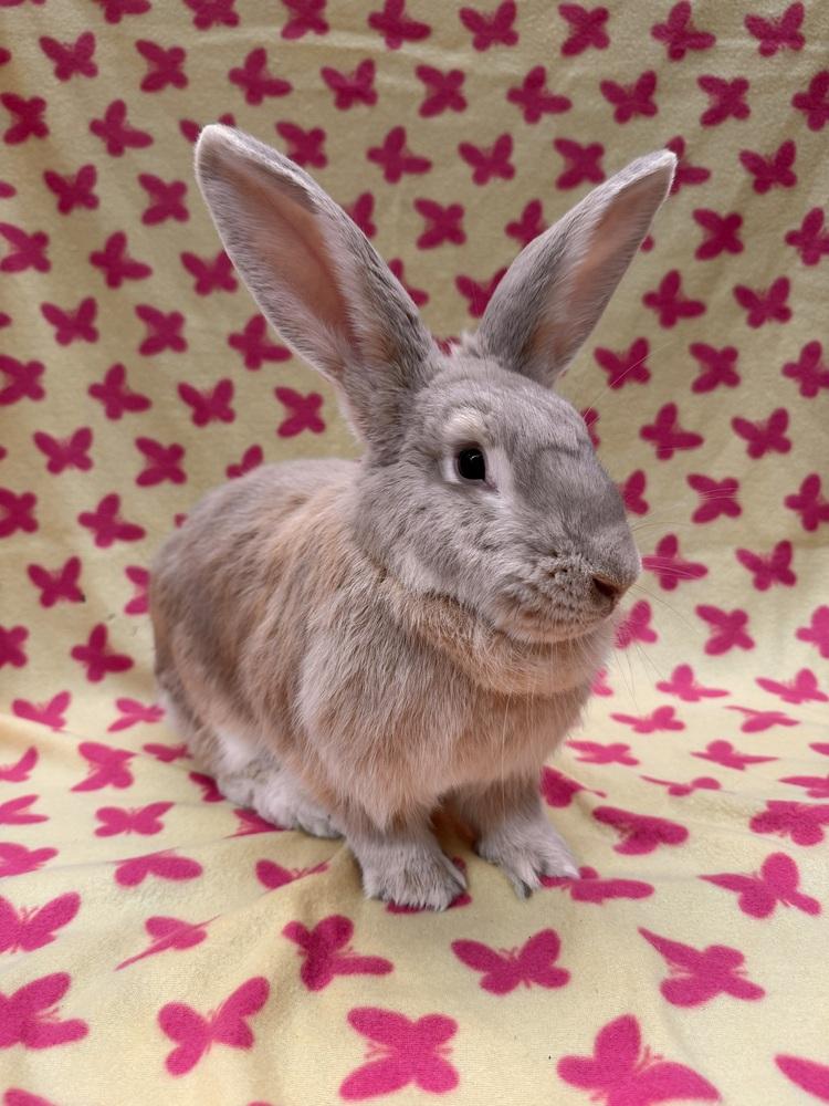 Enlarge Marjorie, a Adoptable mixed breed in Gainesville, FL image 6/6