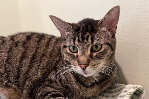 Enlarge Bridgett, a Adoptable mixed breed in Chicago, IL image 1/6