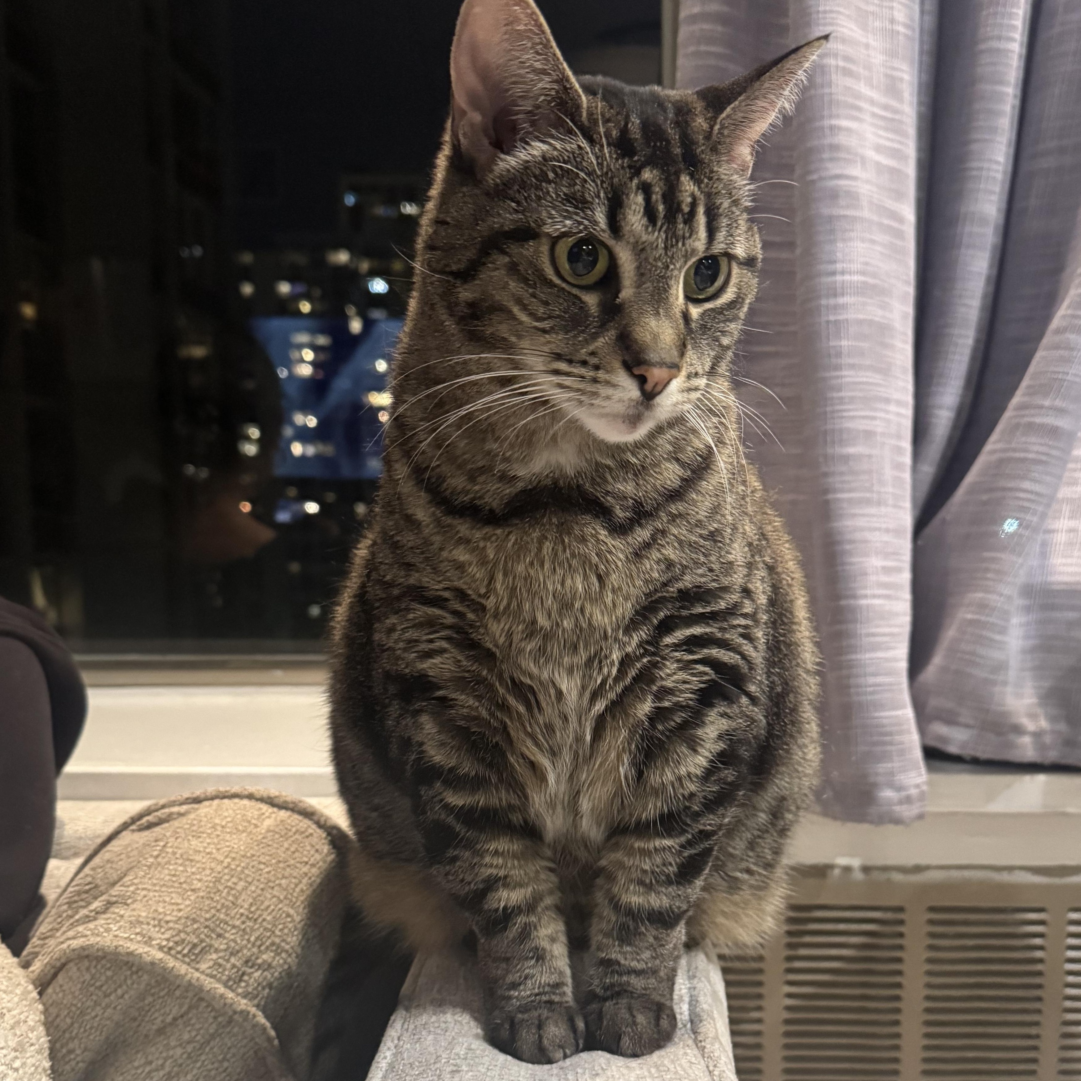 Enlarge Bridgett, a Adoptable mixed breed in Chicago, IL image 2/6