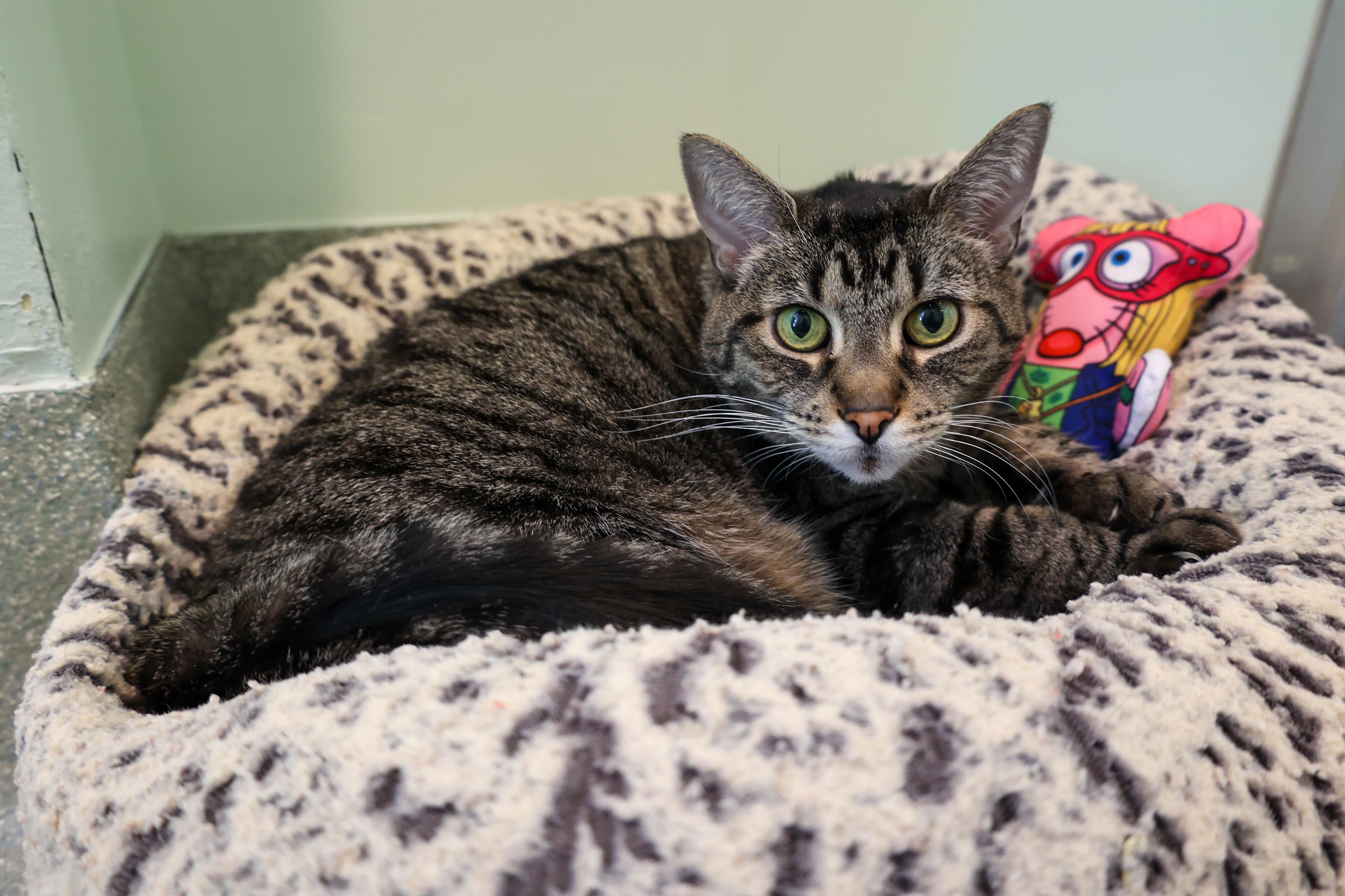 Enlarge Bridgett, a Adoptable mixed breed in Chicago, IL image 6/6