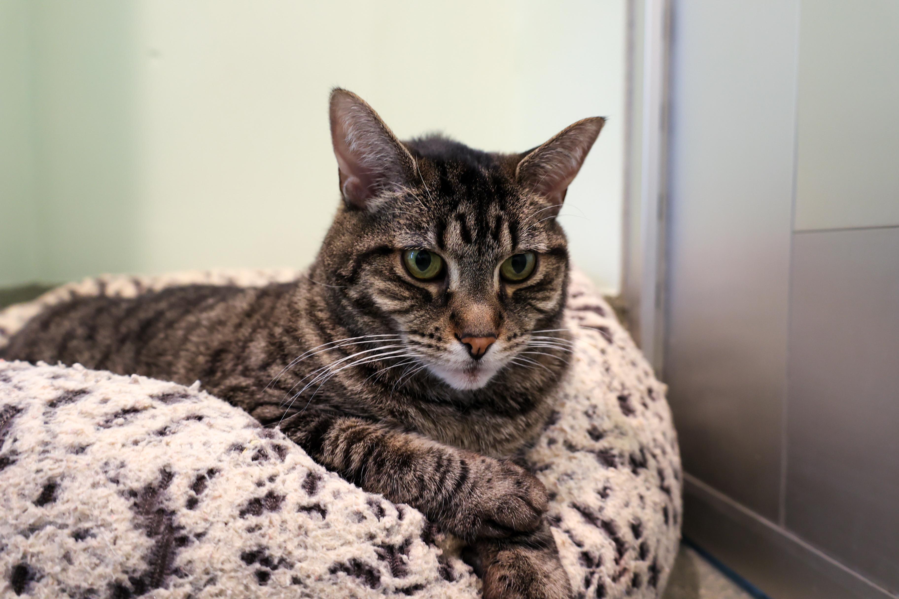 Enlarge Bridgett, a Adoptable mixed breed in Chicago, IL image 3/6