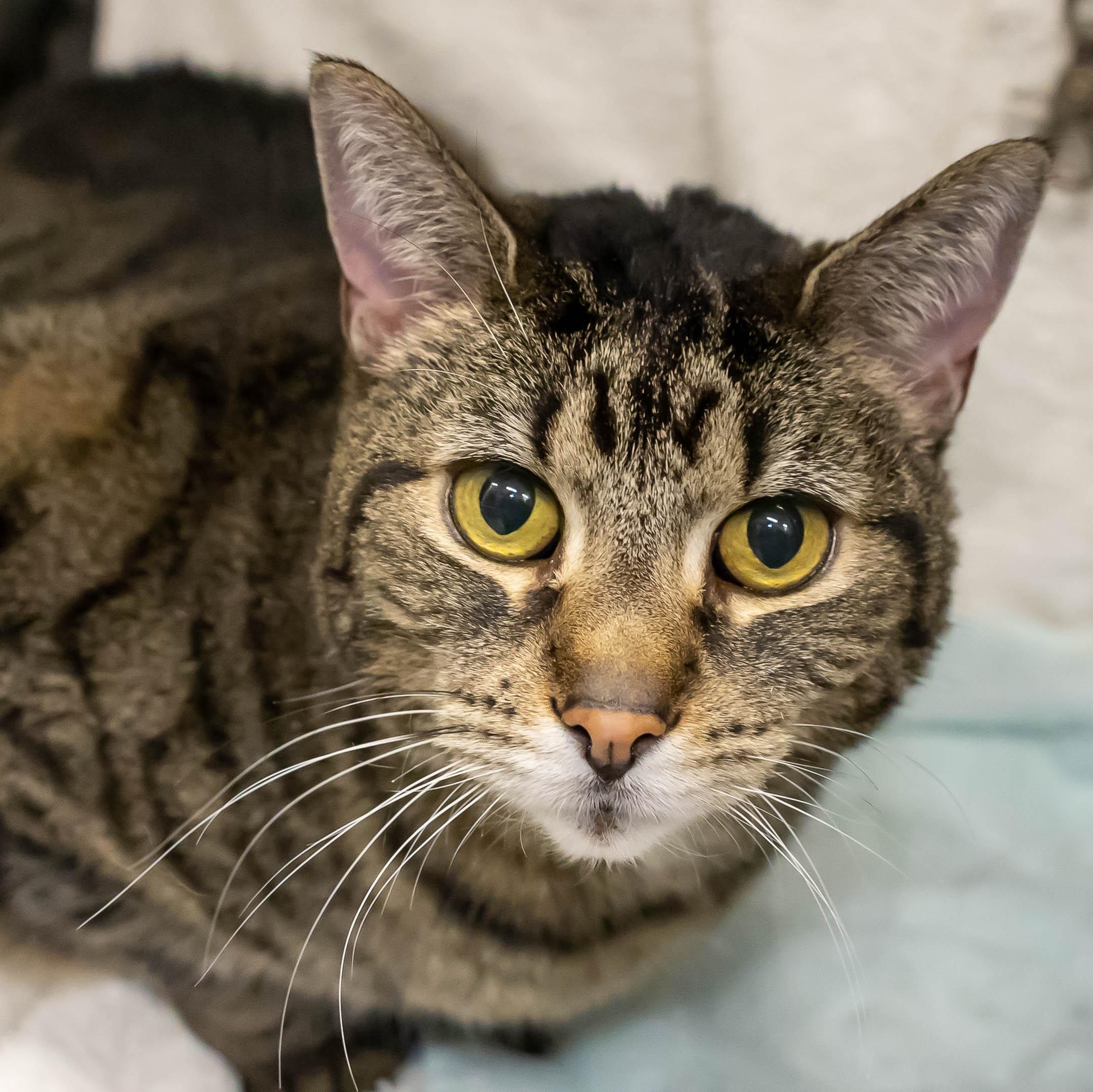 Enlarge Bridgett, a Adoptable mixed breed in Chicago, IL image 4/6