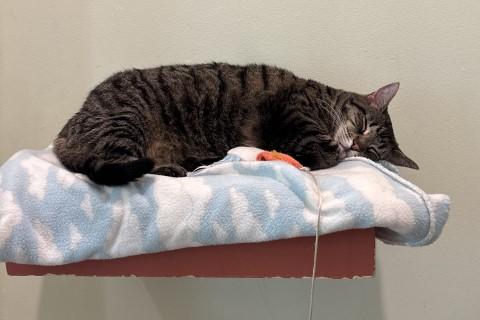 Enlarge Bridgett, a Adoptable mixed breed in Chicago, IL image 5/6