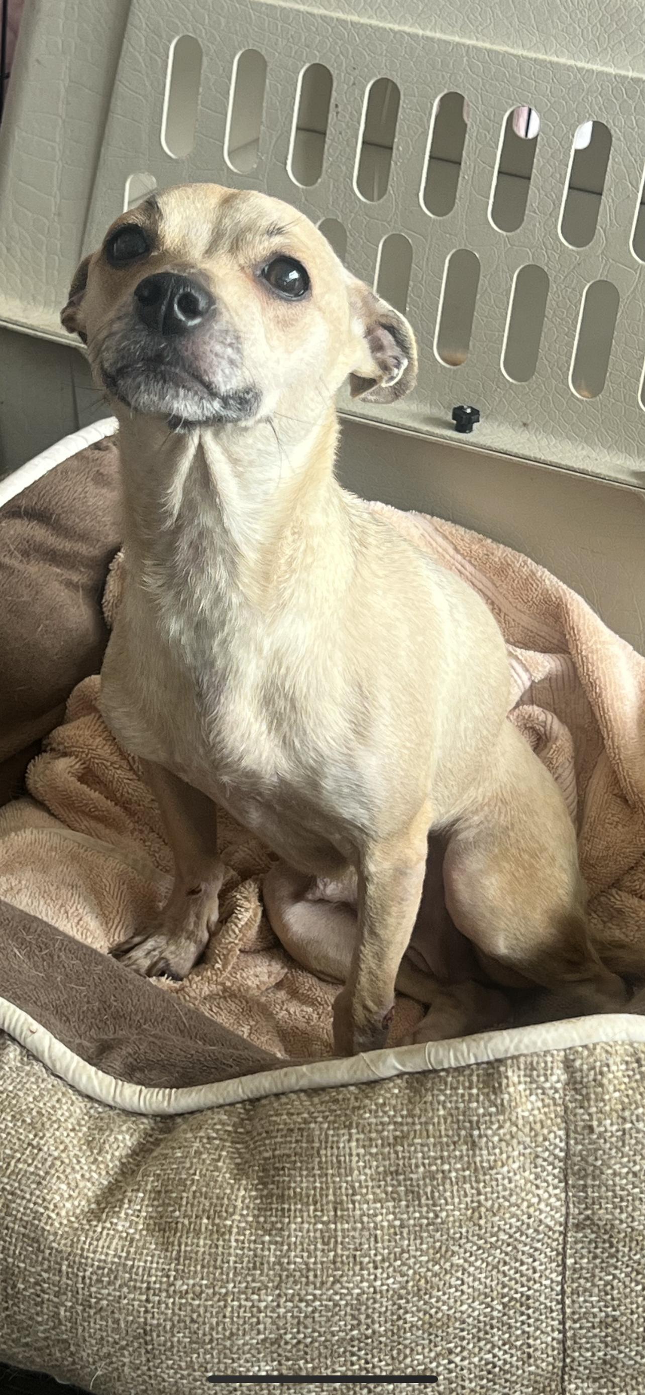 Brownie, Adoptable, Young Female Chihuahua.