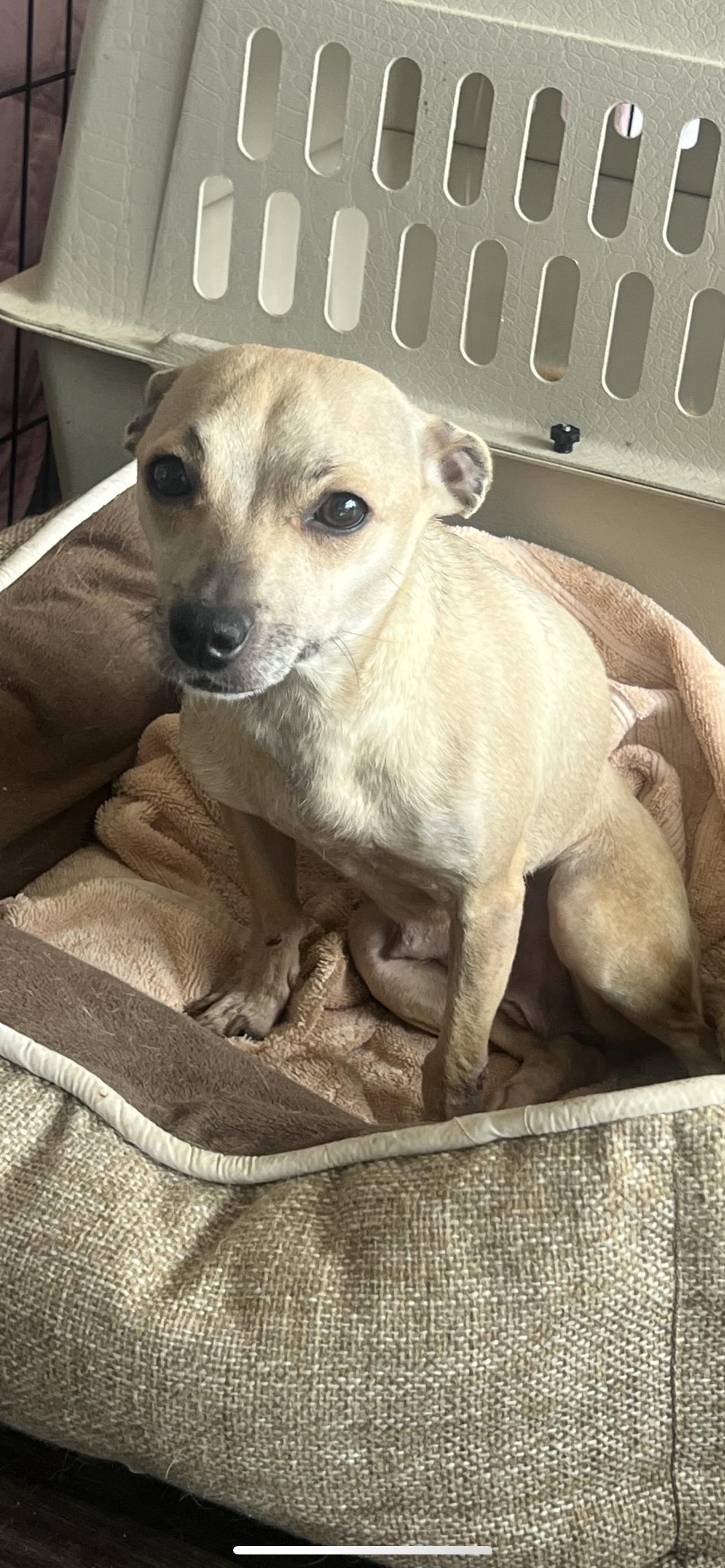 Brownie, a Adoptable mixed breed in Los Angeles, CA image 2/2