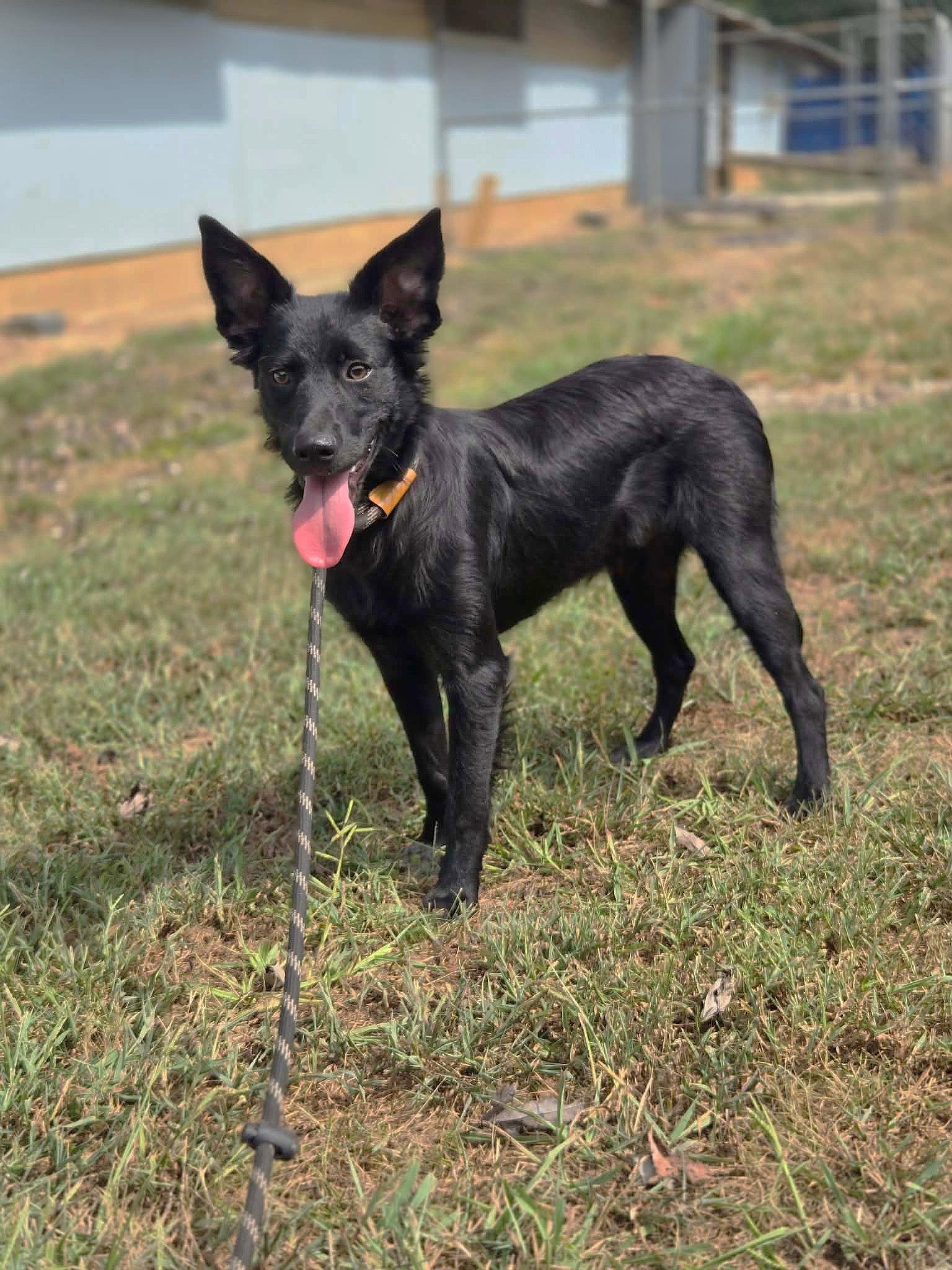 Squirrel, Adoptable, Young Male Mixed Breed.