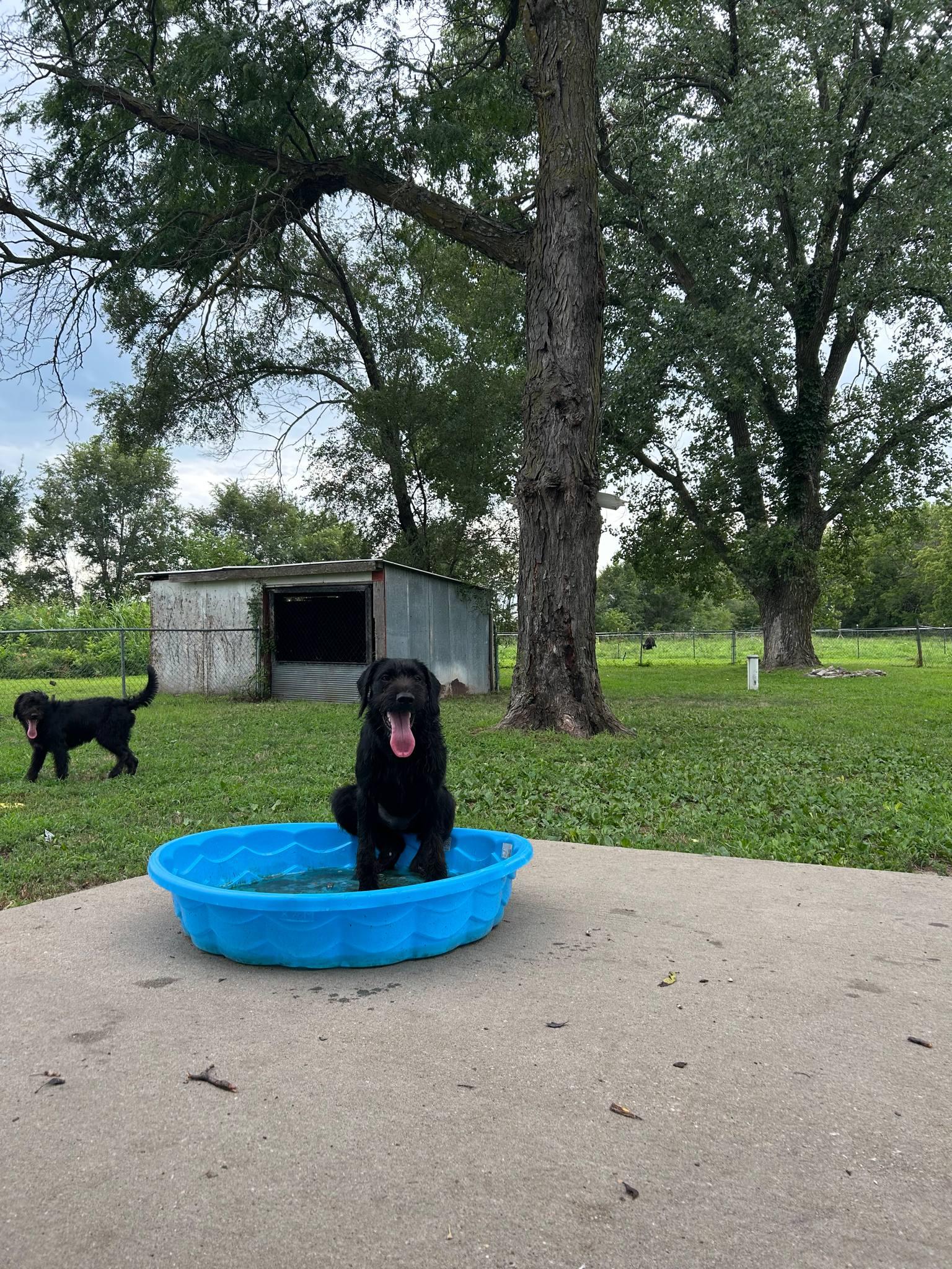 Dog for adoption - Nova, a German Wirehaired Pointer &amp; Black Labrador ...
