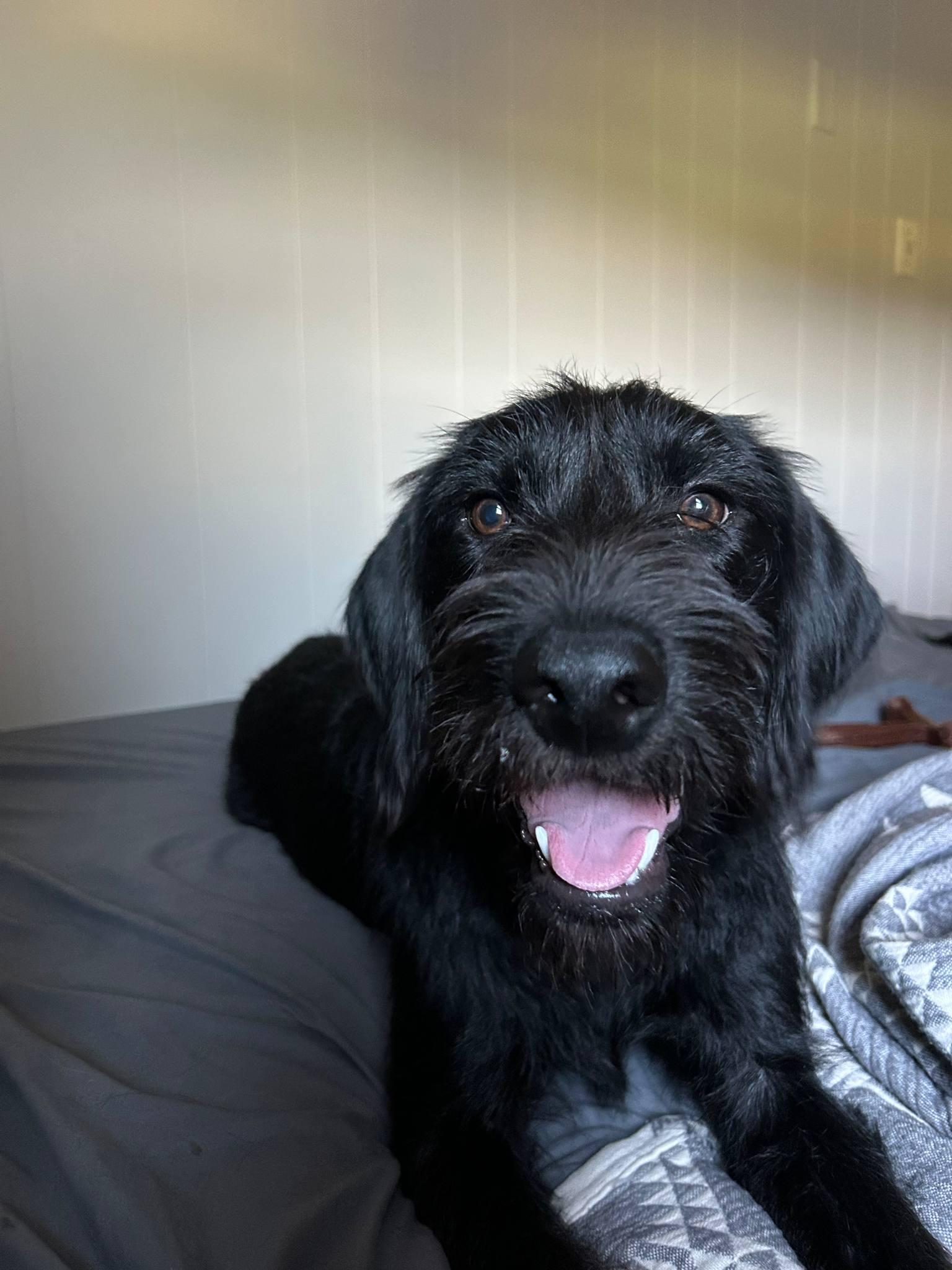 Dog for adoption - Nova, a German Wirehaired Pointer &amp; Black Labrador ...